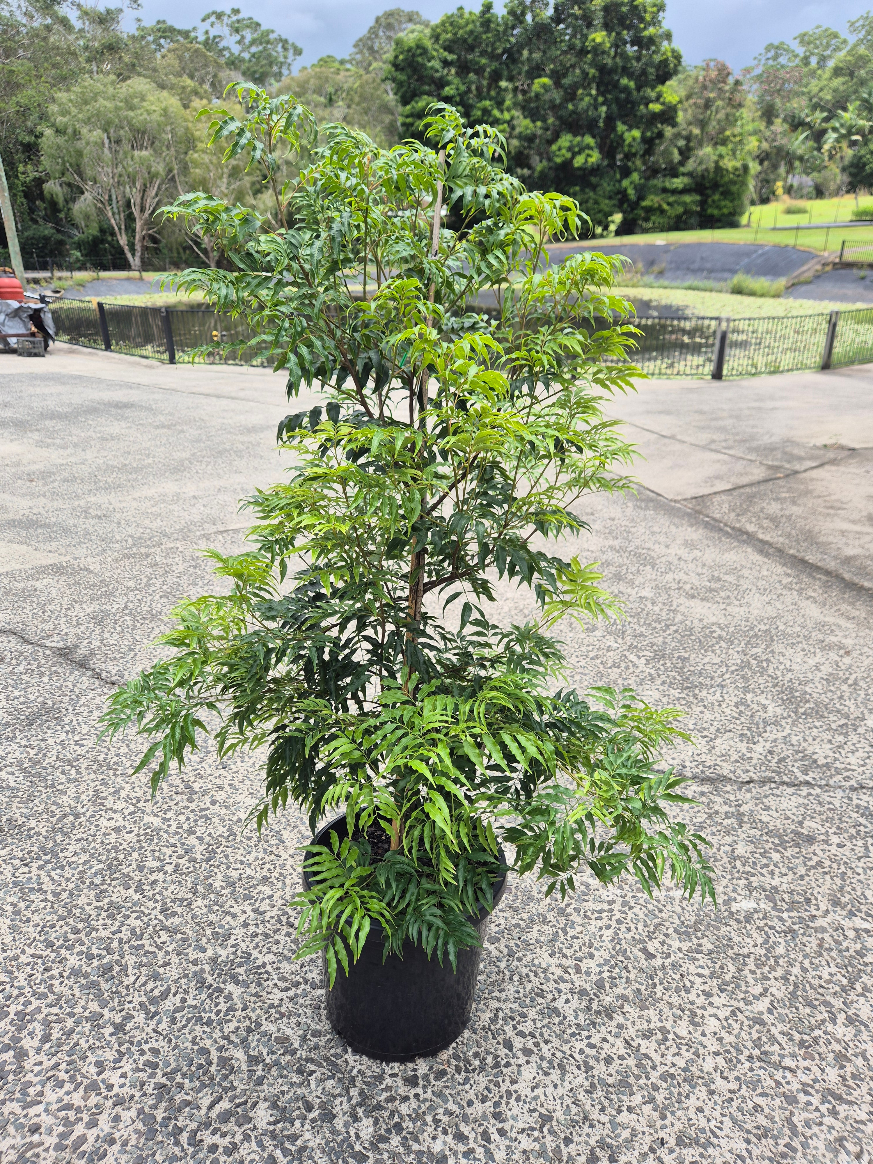 Lepiderema pulchella