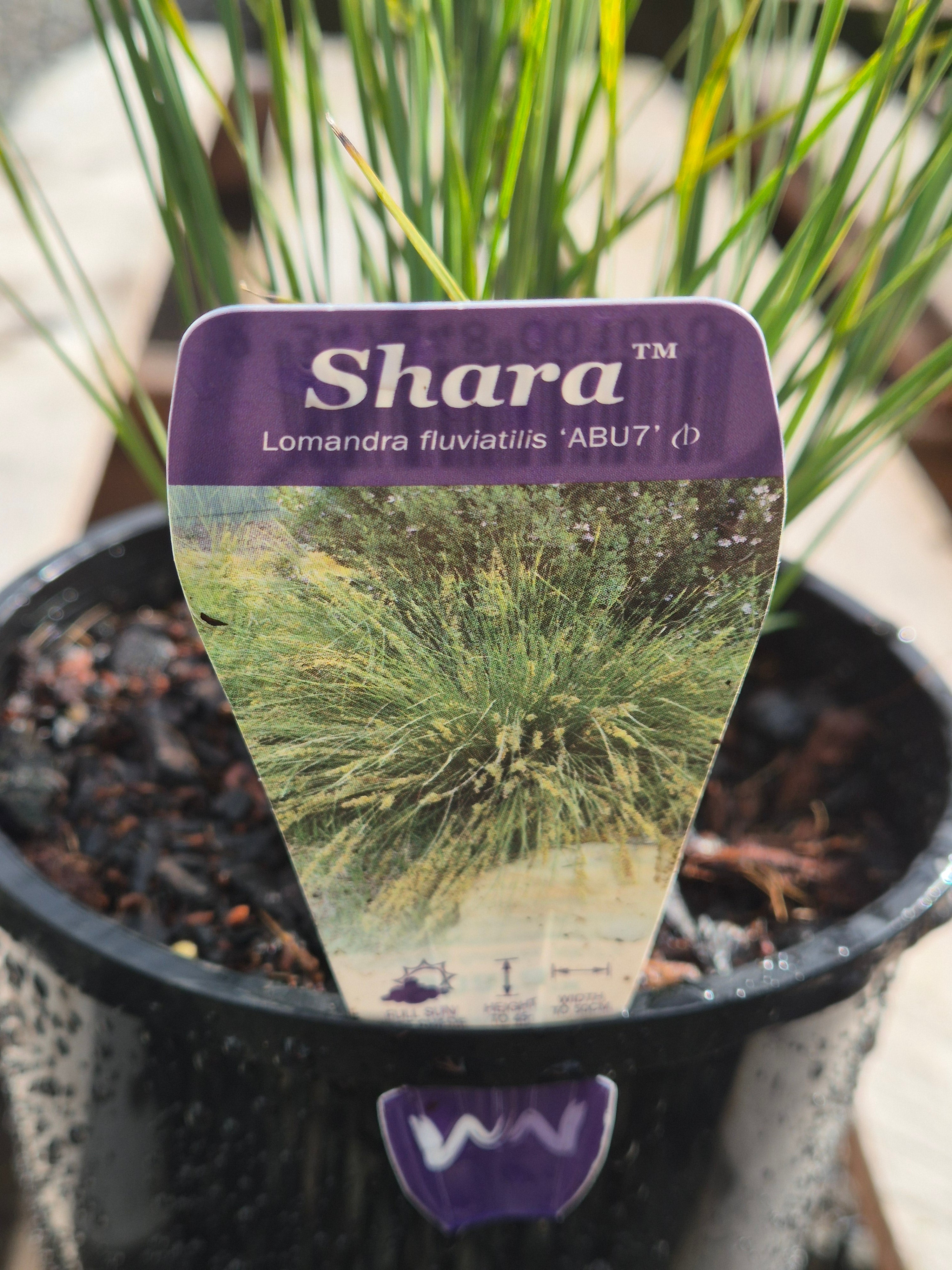 Lomandra fluvitalis Shara