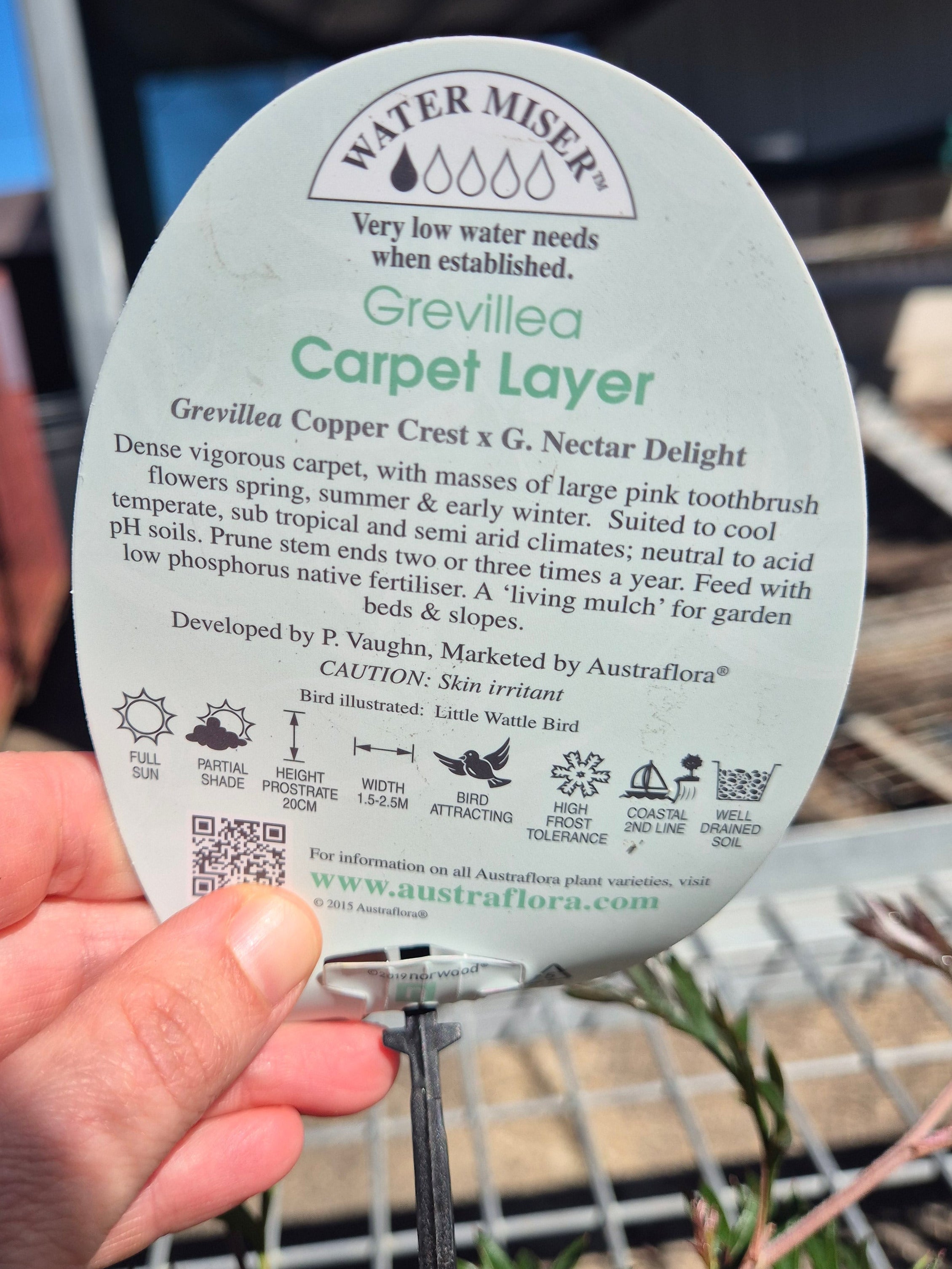 Grevillea Carpet Layer
