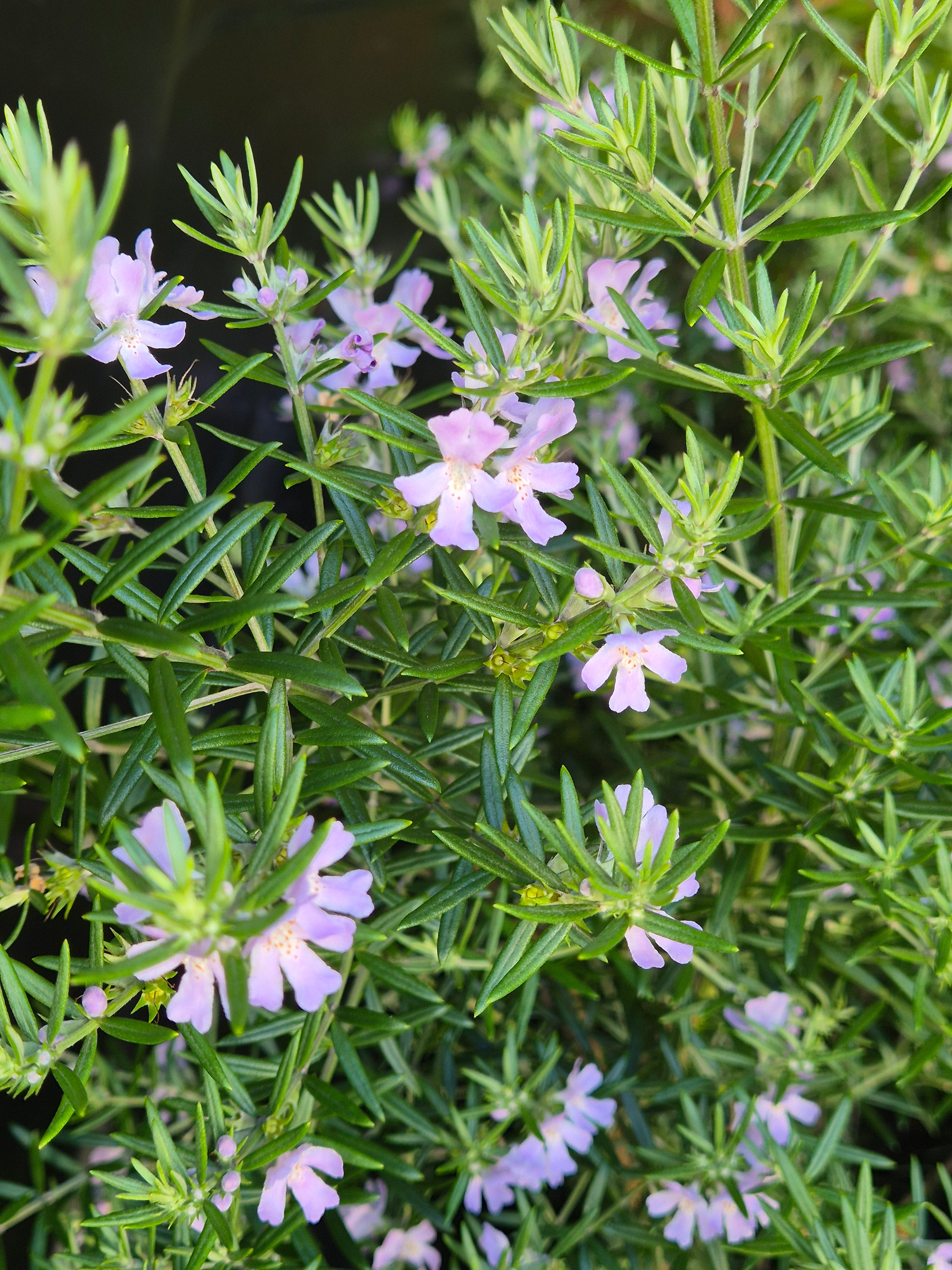 Westringia Wynyabbie Gem