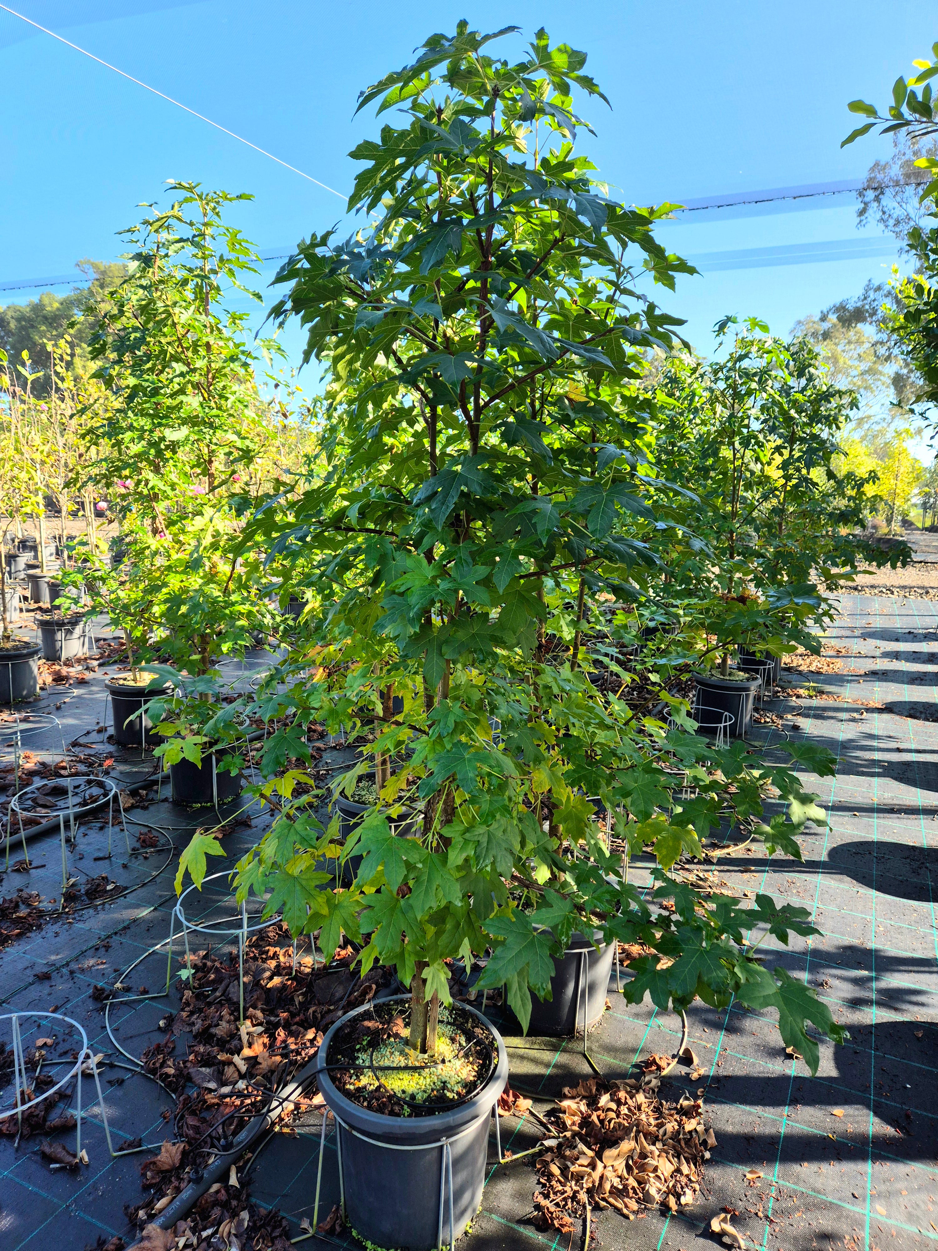 Liquidambar styraciflua