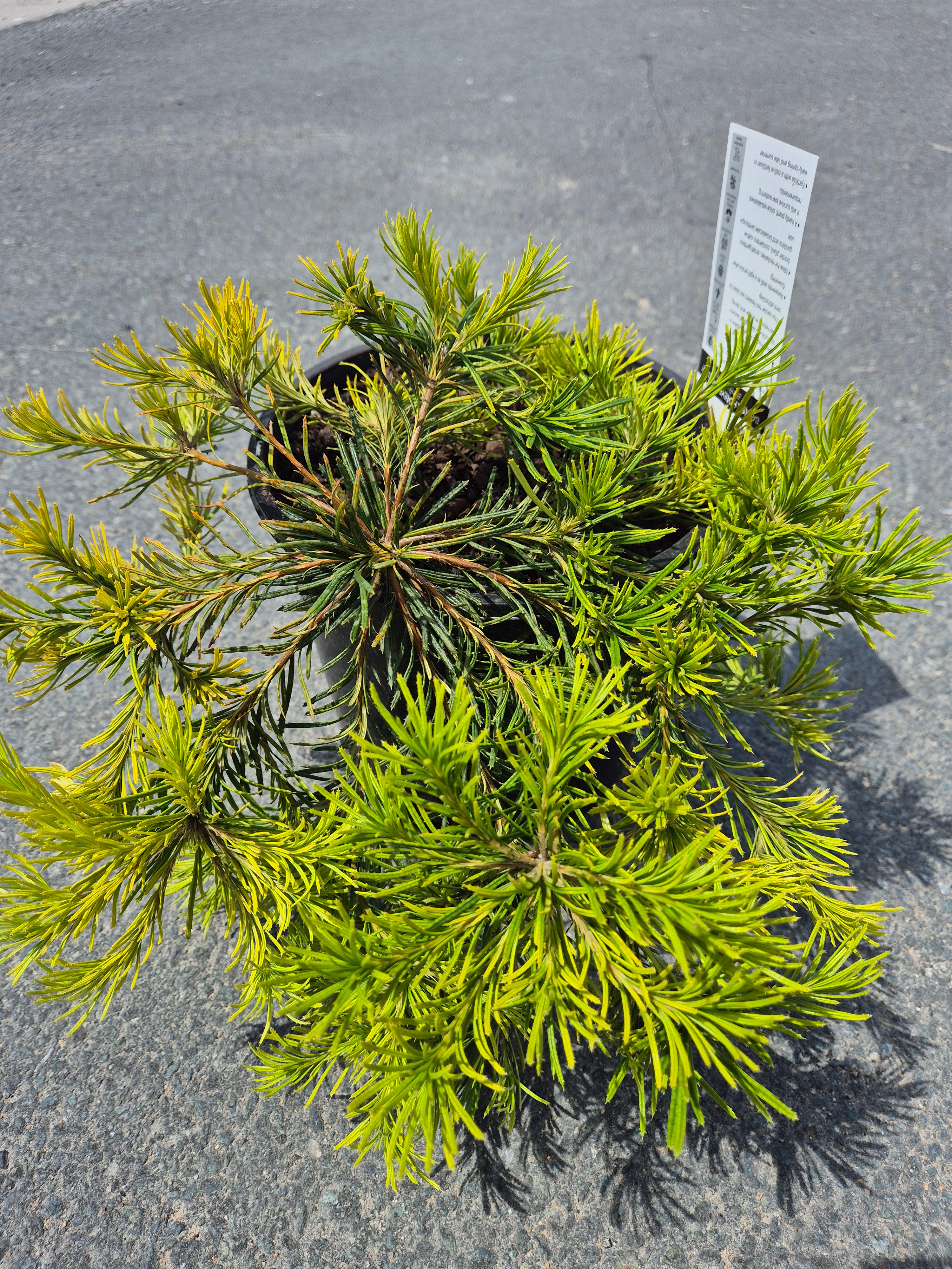 Banksia spinulosa Honeyeater Delight