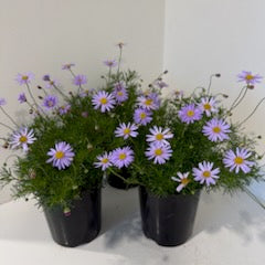 Brachyscome multifida