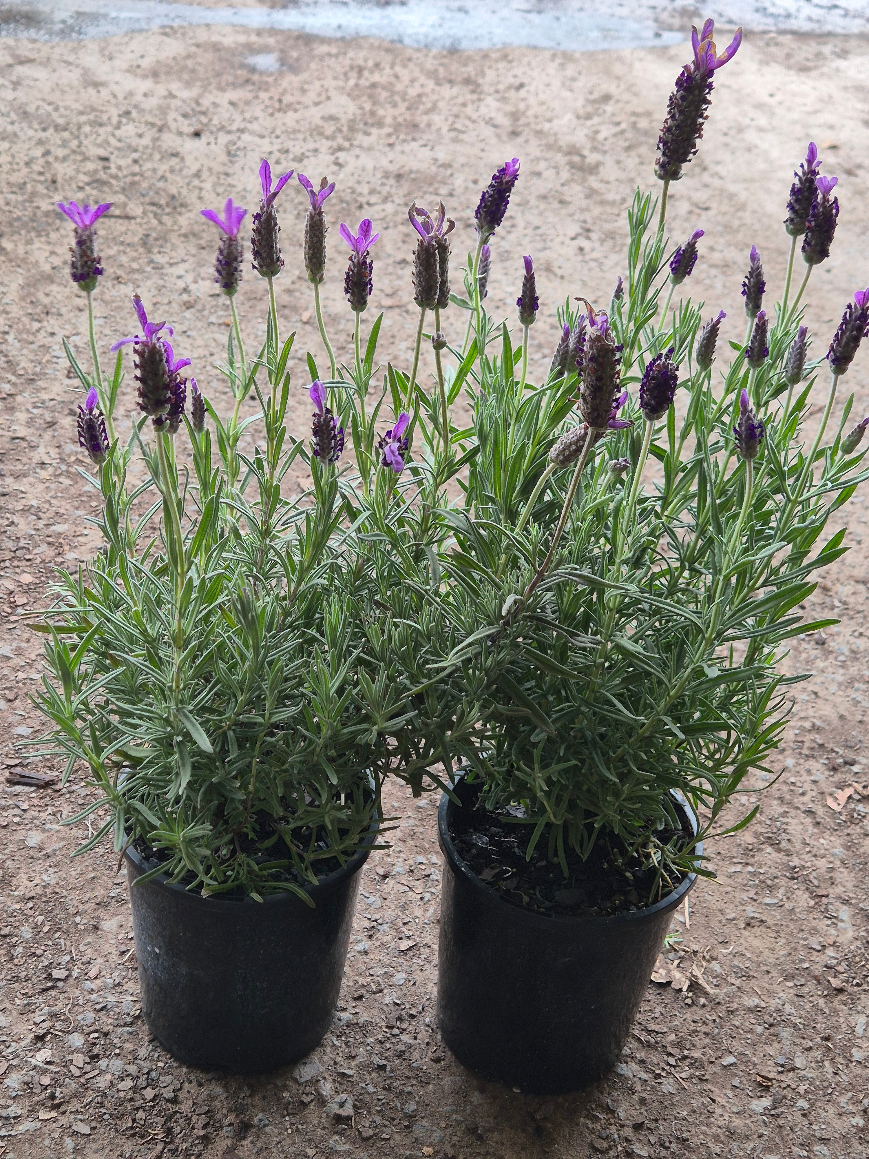 Lavender - Avonview Lavandula stoechas