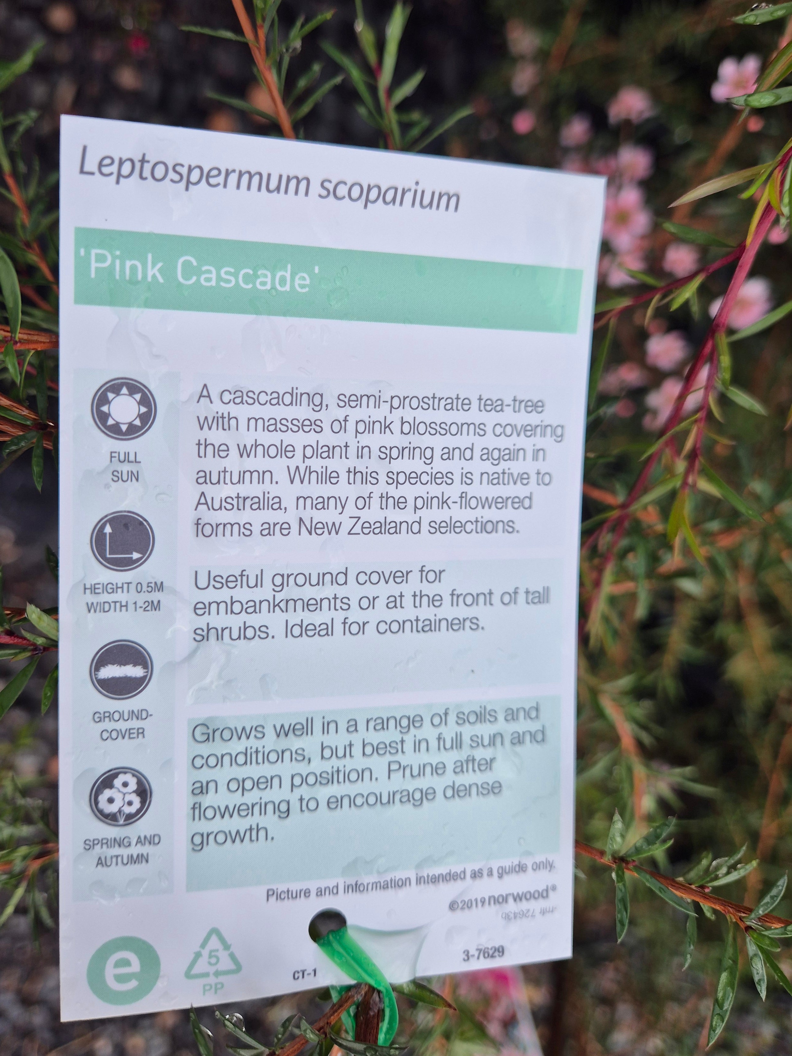 Leptospermum Pink Cascade