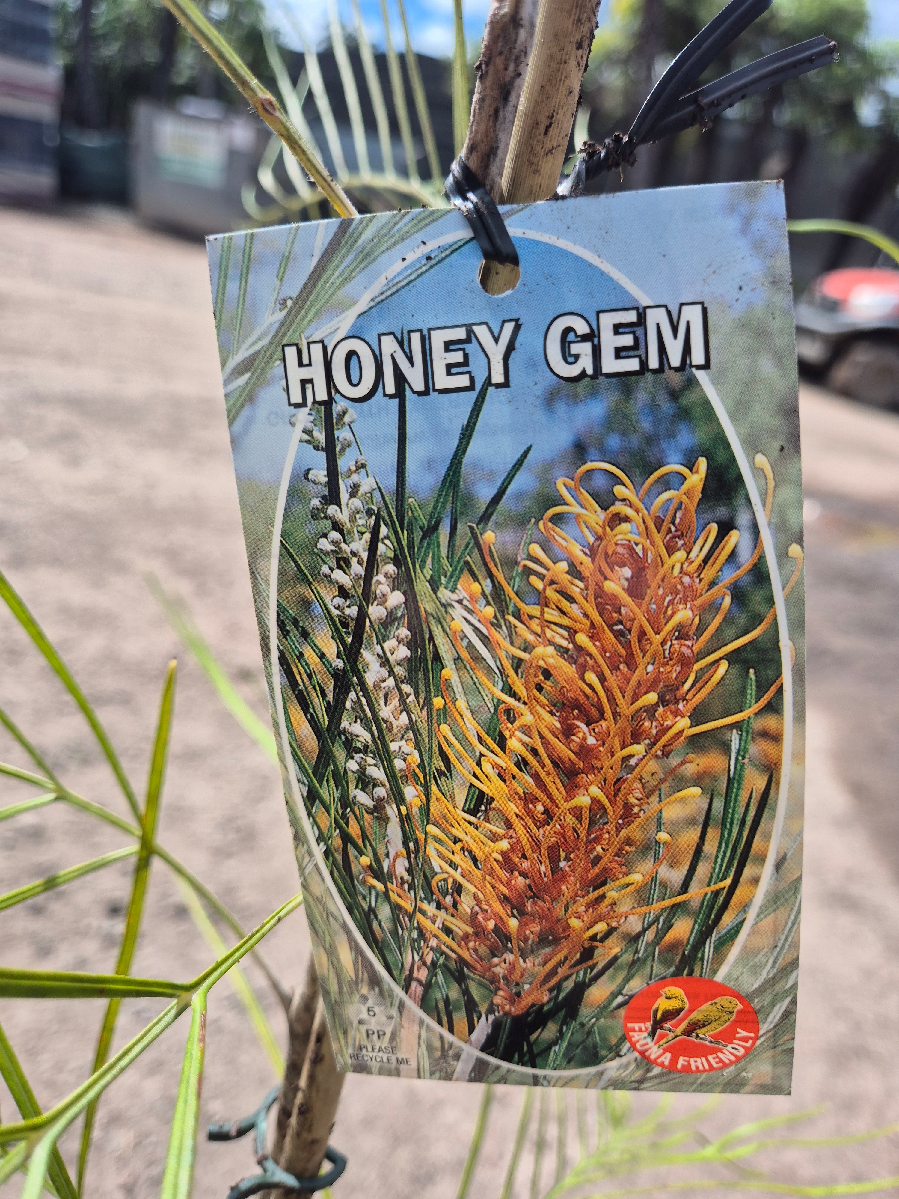 Grevillea Honey Gem