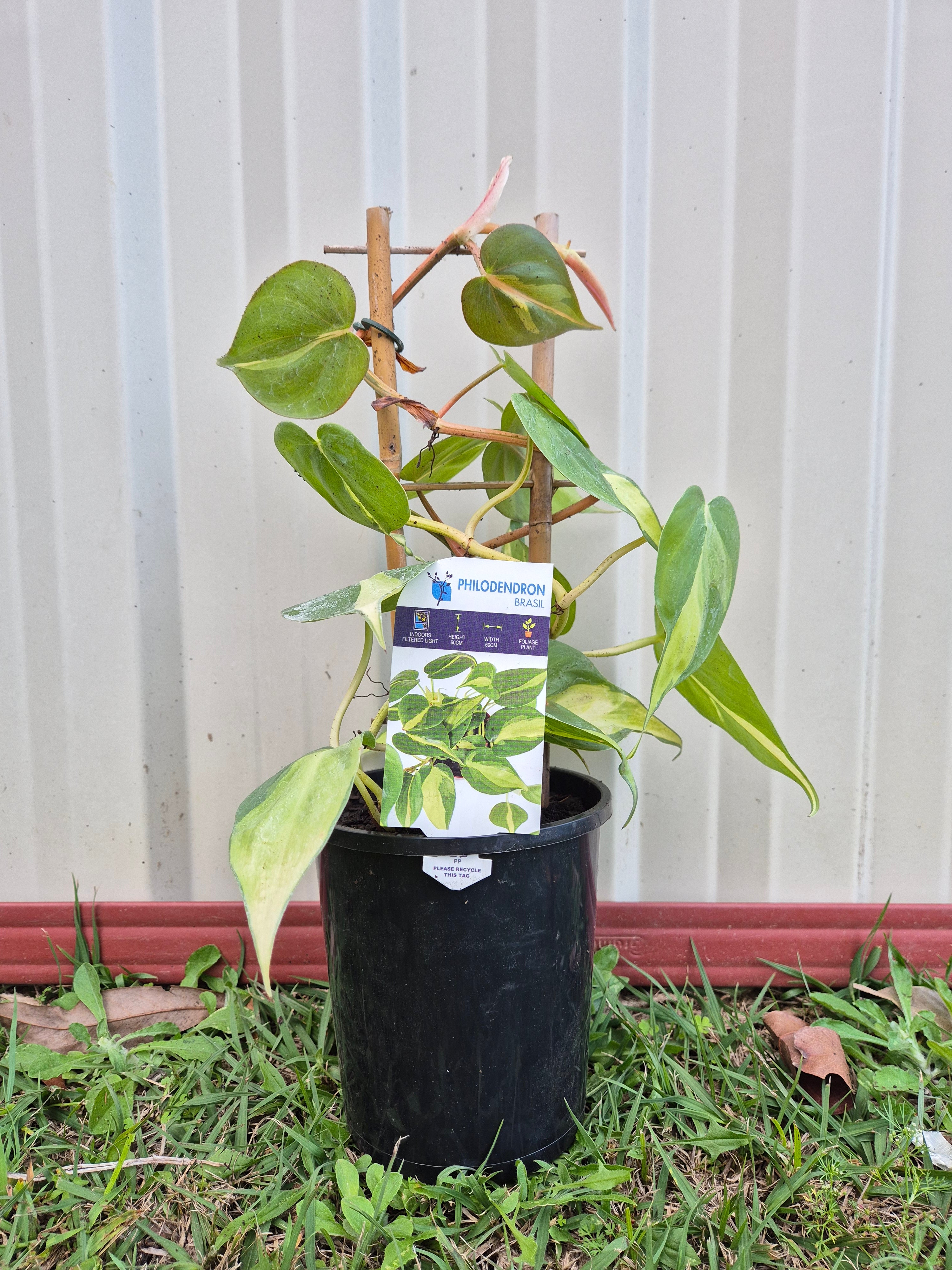Philodendron hederaceum Brasil
