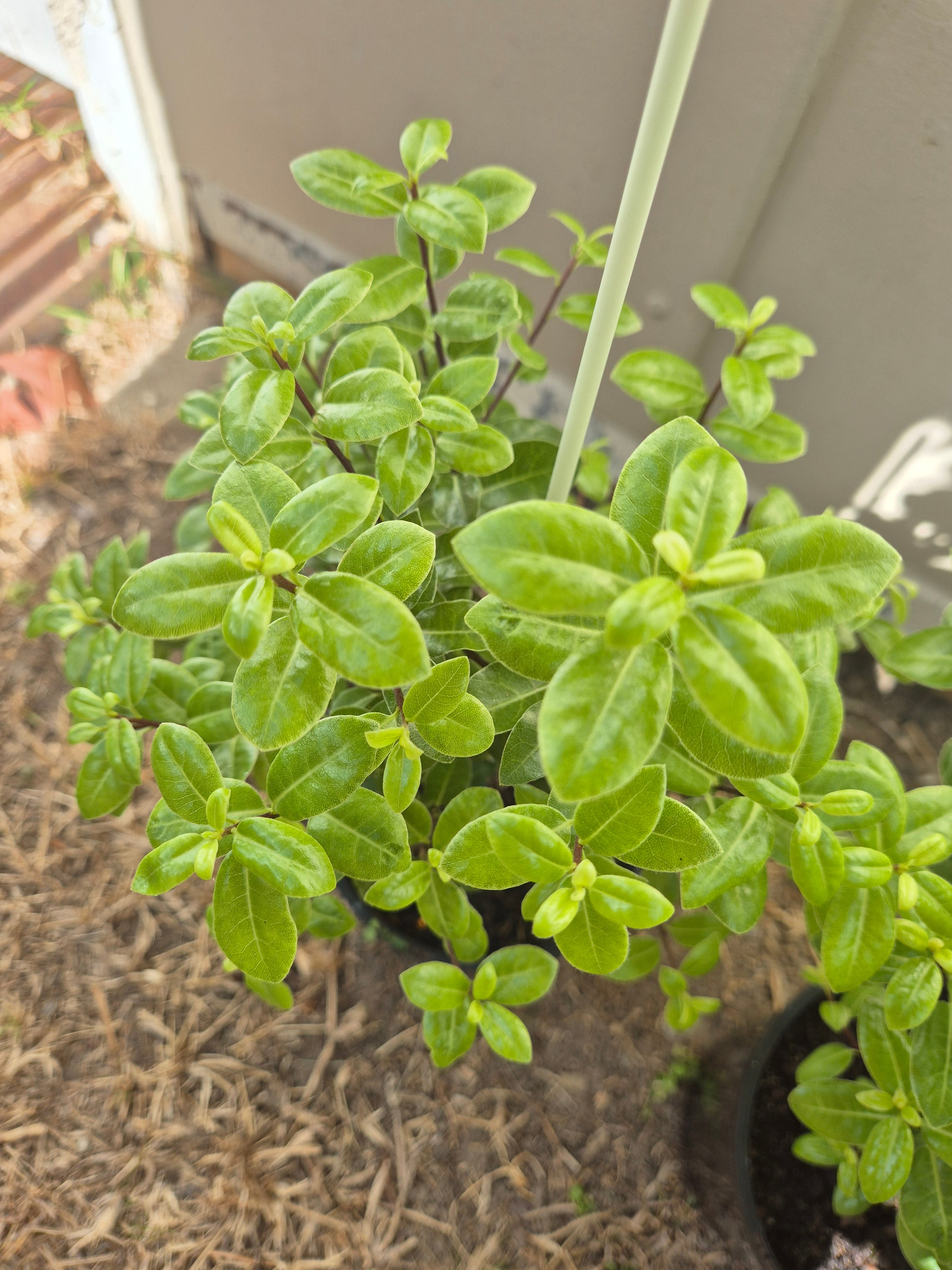 Pittosporum tenuifolium Golf Ball