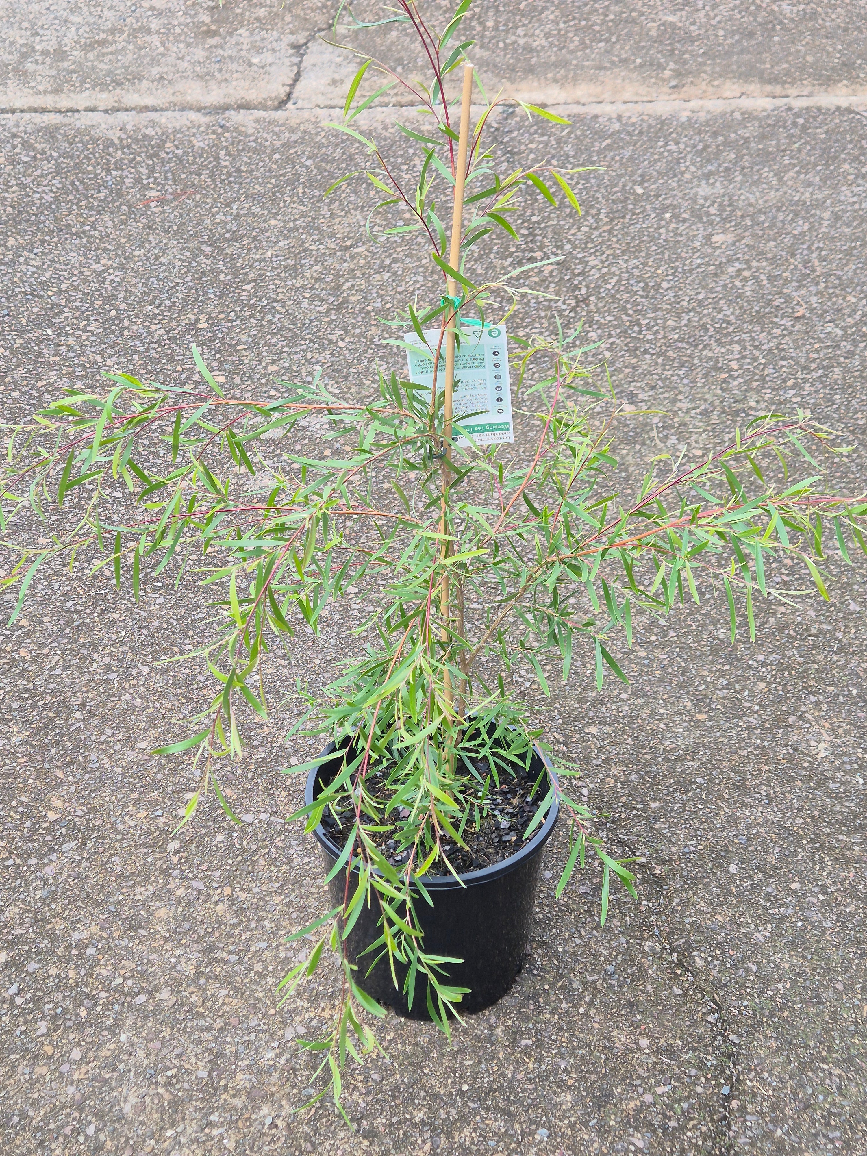 Leptospermum madidum subsp. sativum