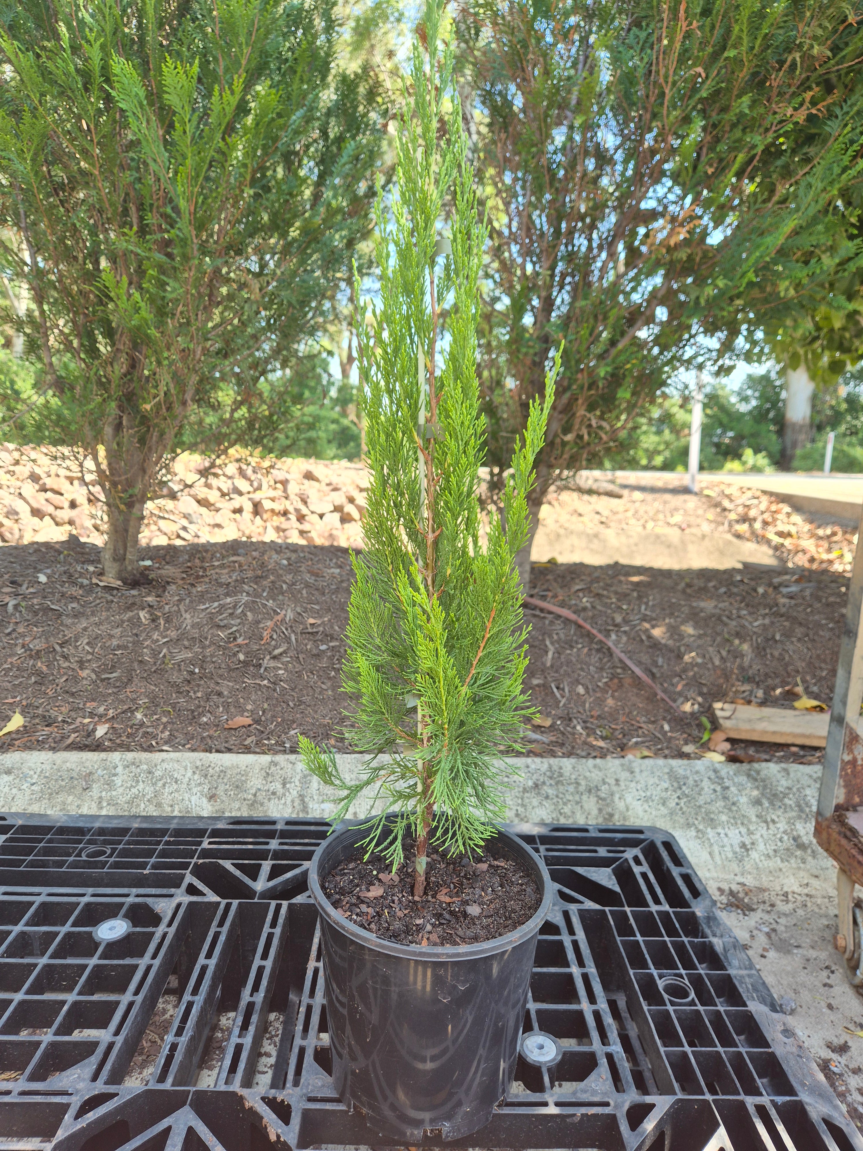 Juniperus chinensis Spartan