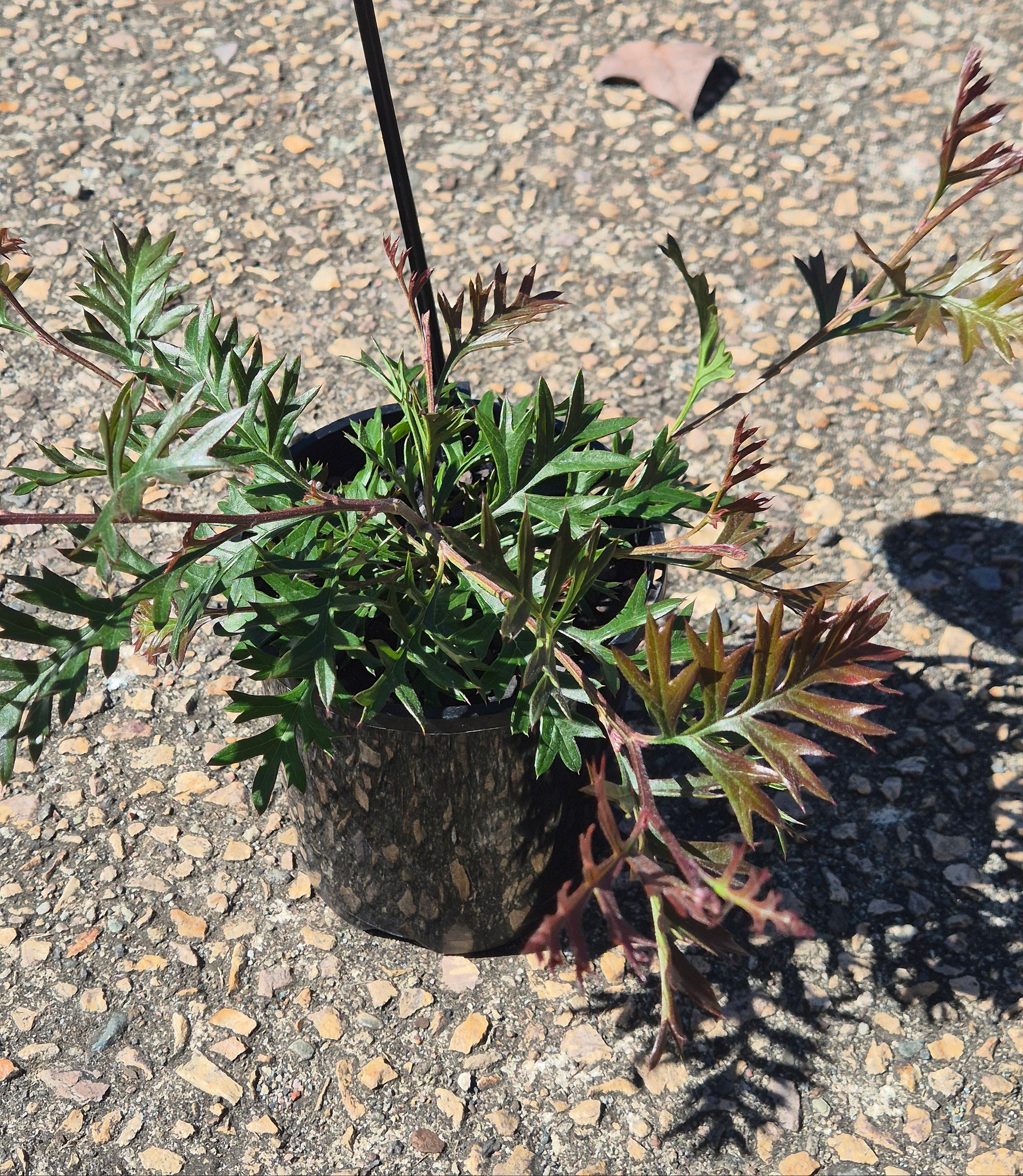 Grevillea Carpet Layer