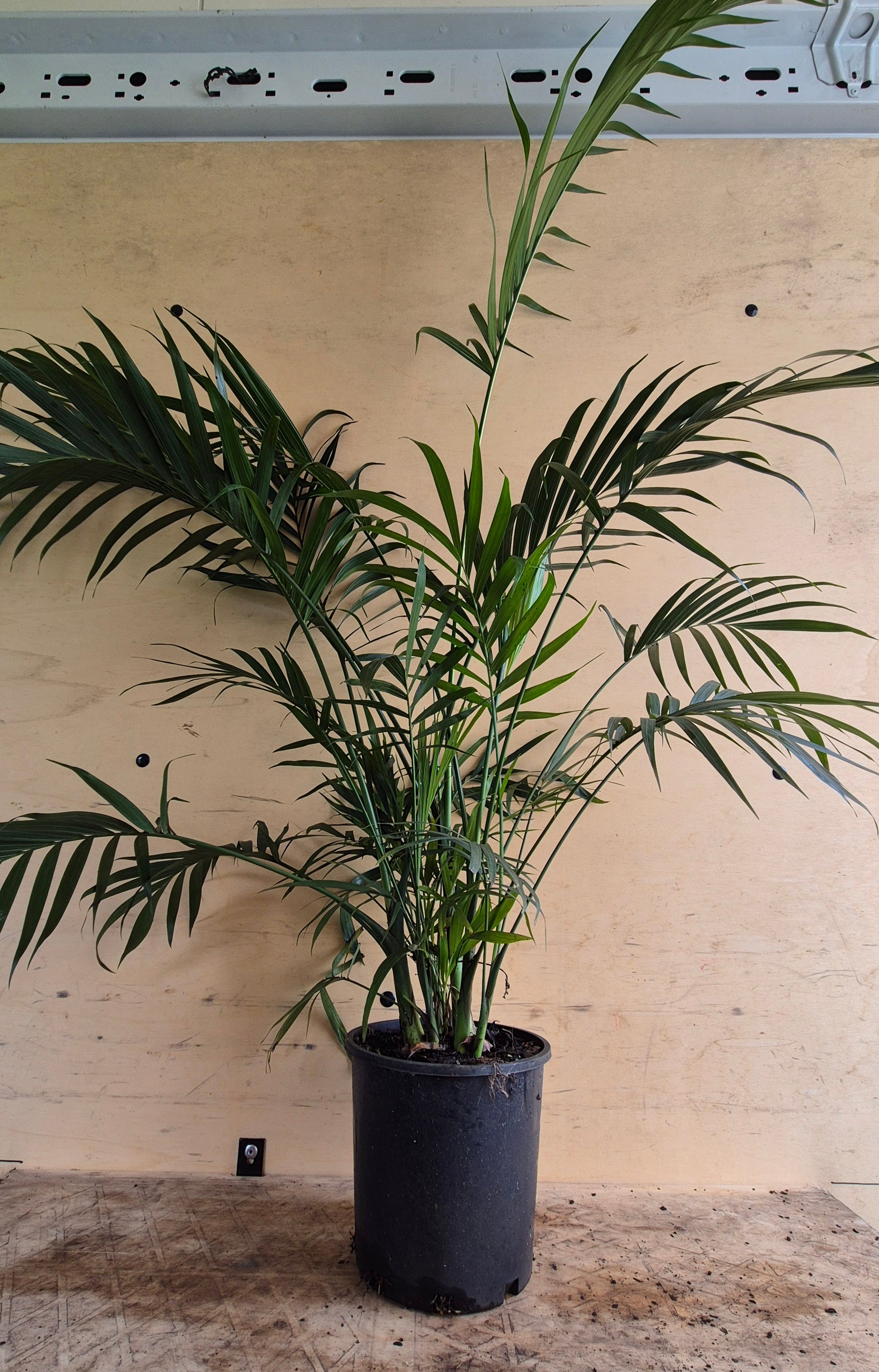 Chamaedorea atrovirens