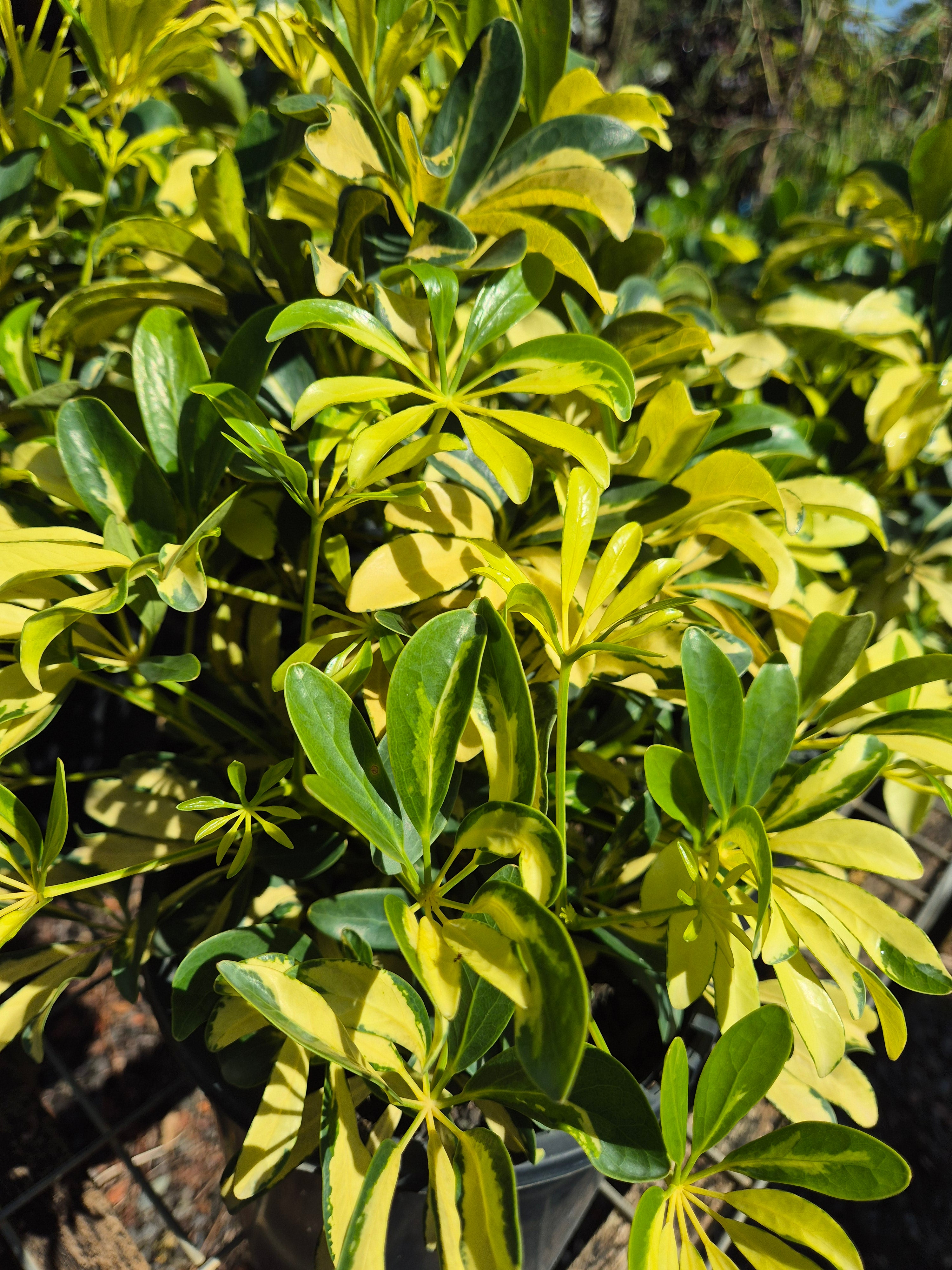 Schefflera arboricola Madame De Smet