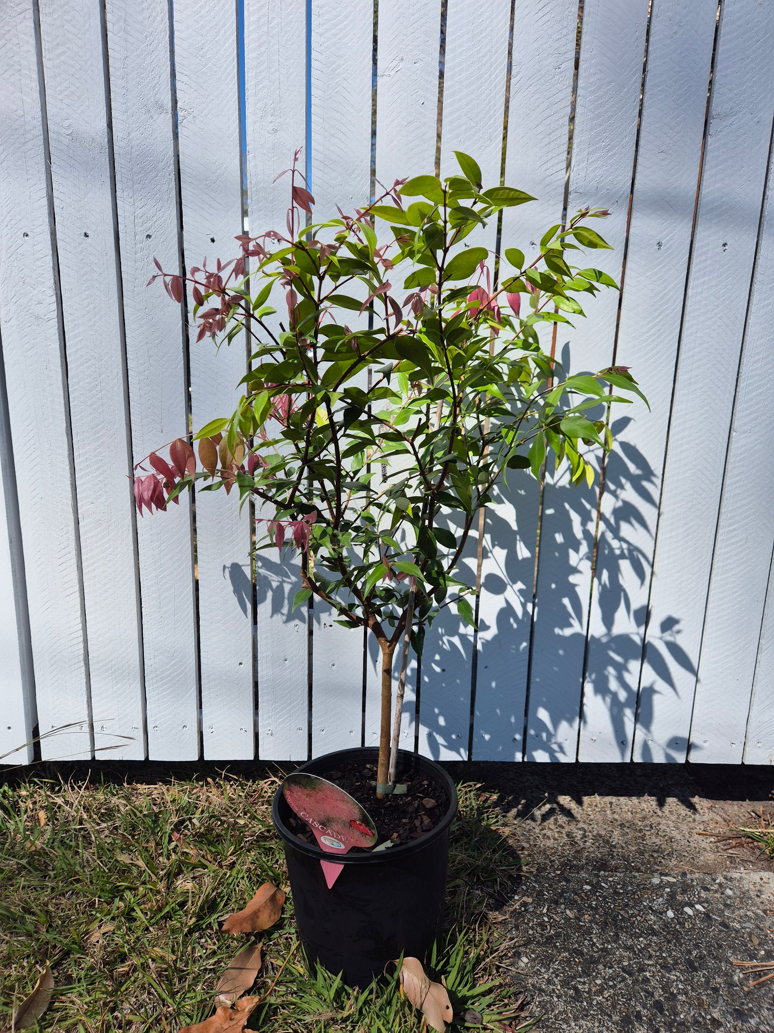 Syzygium Cascade