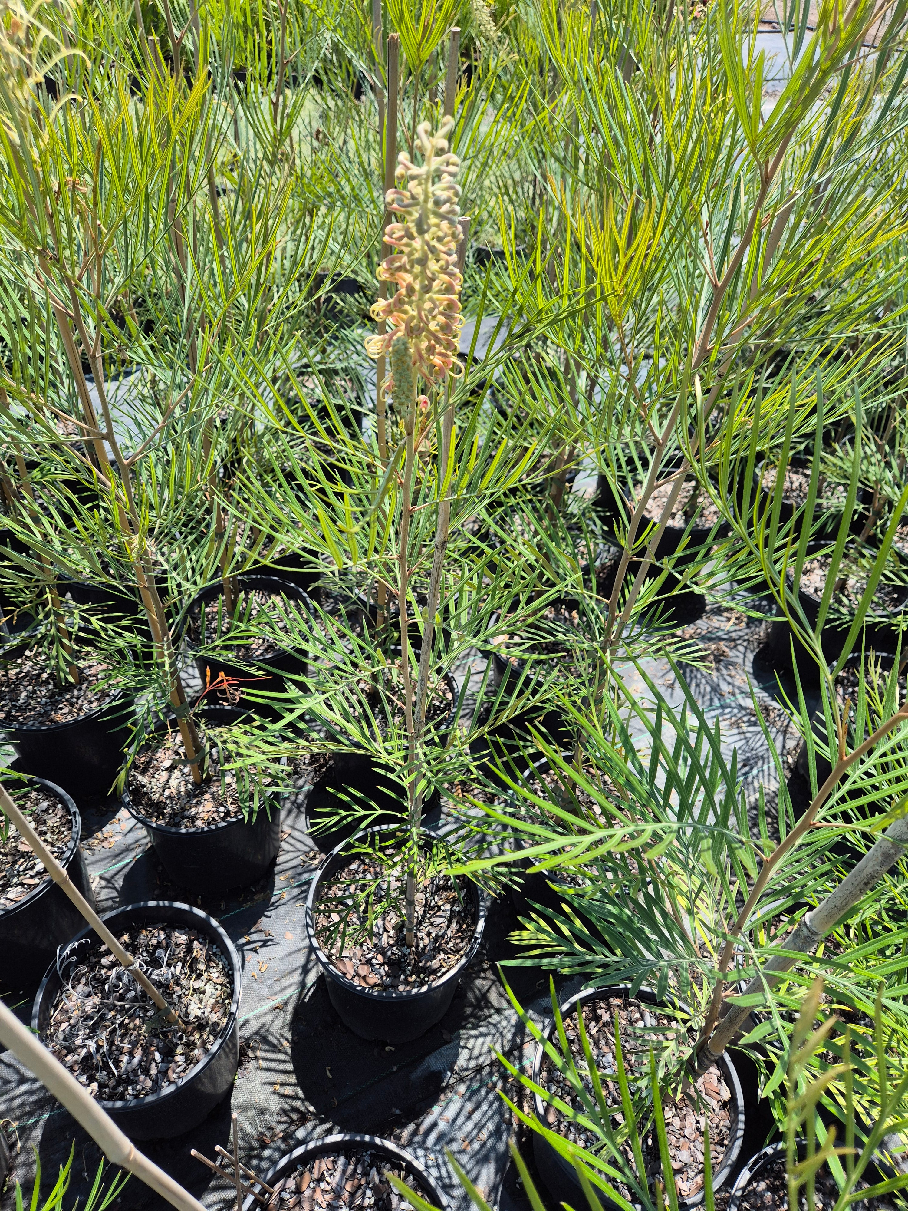 Grevillea Caloundra Gem