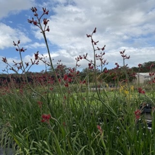 Anigozanthos Big Red