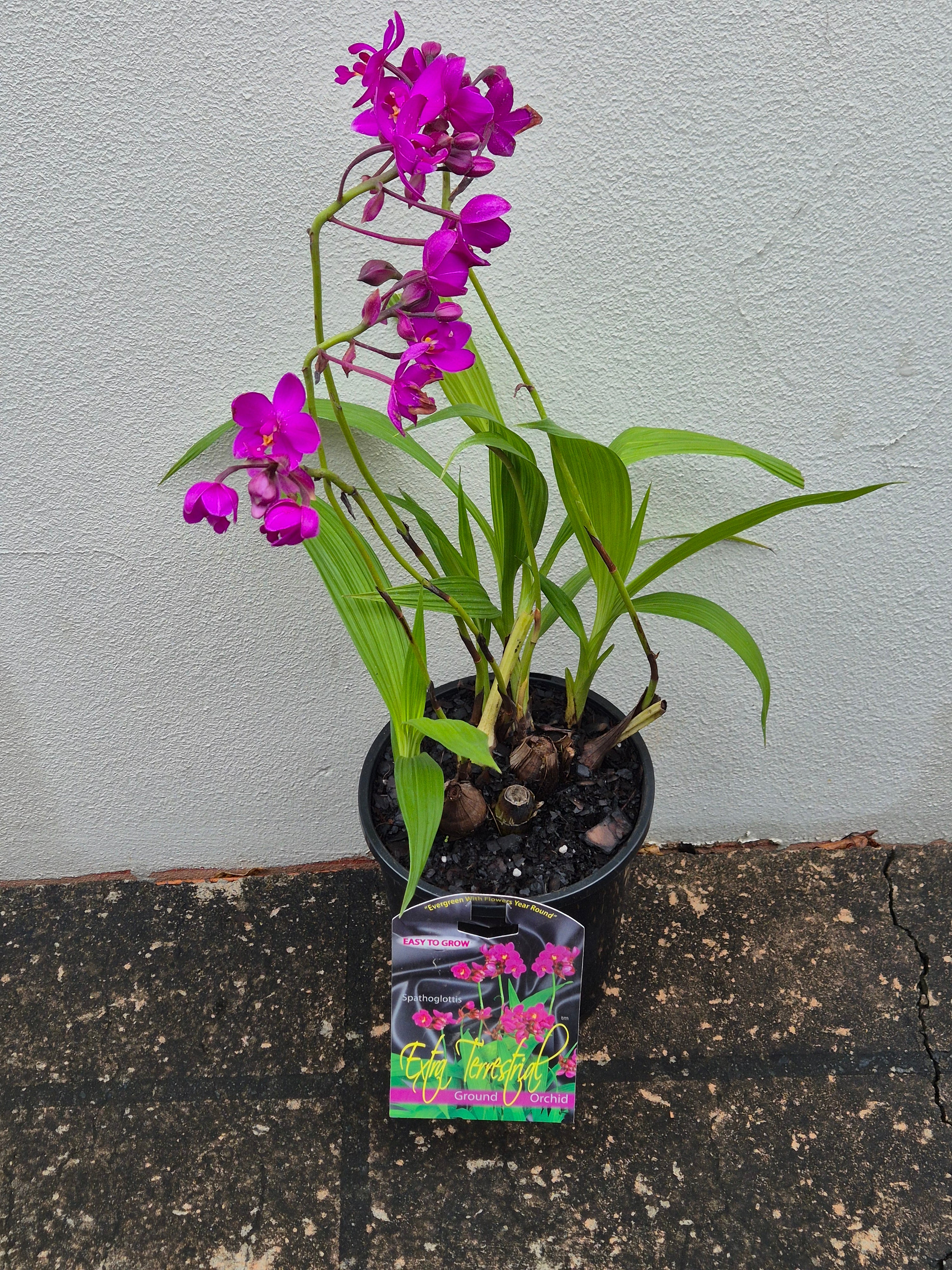 Spathoglottis plicata Purple