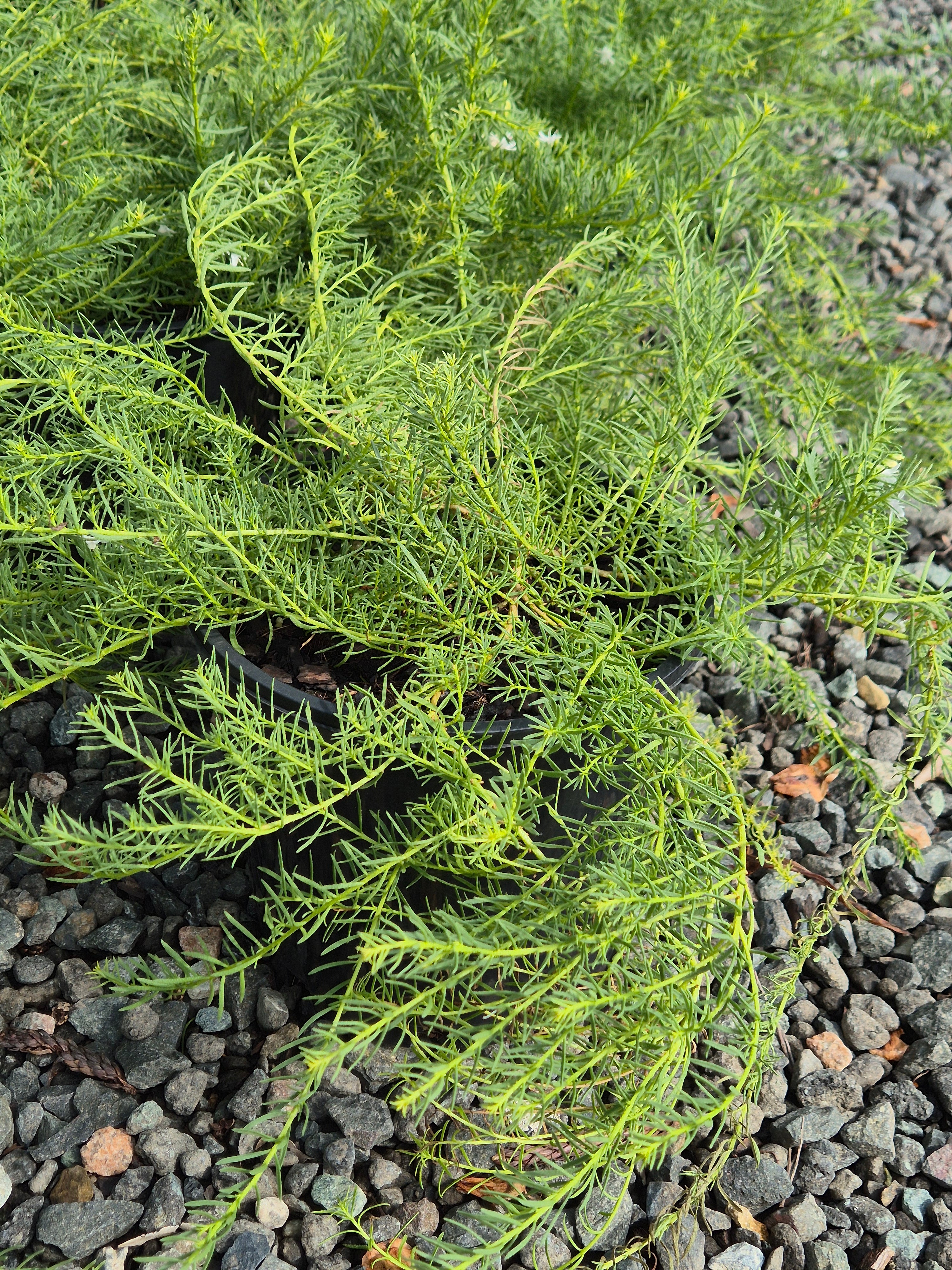 Myoporum parvifolium Fine Leaf White