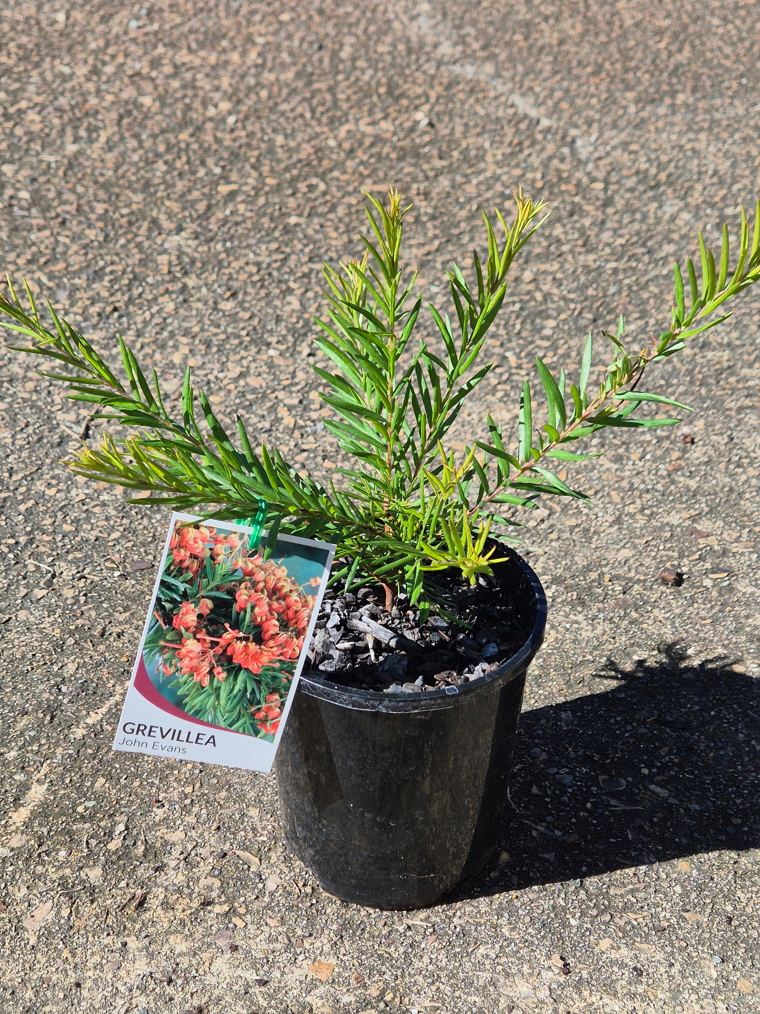 Grevillea John Evans