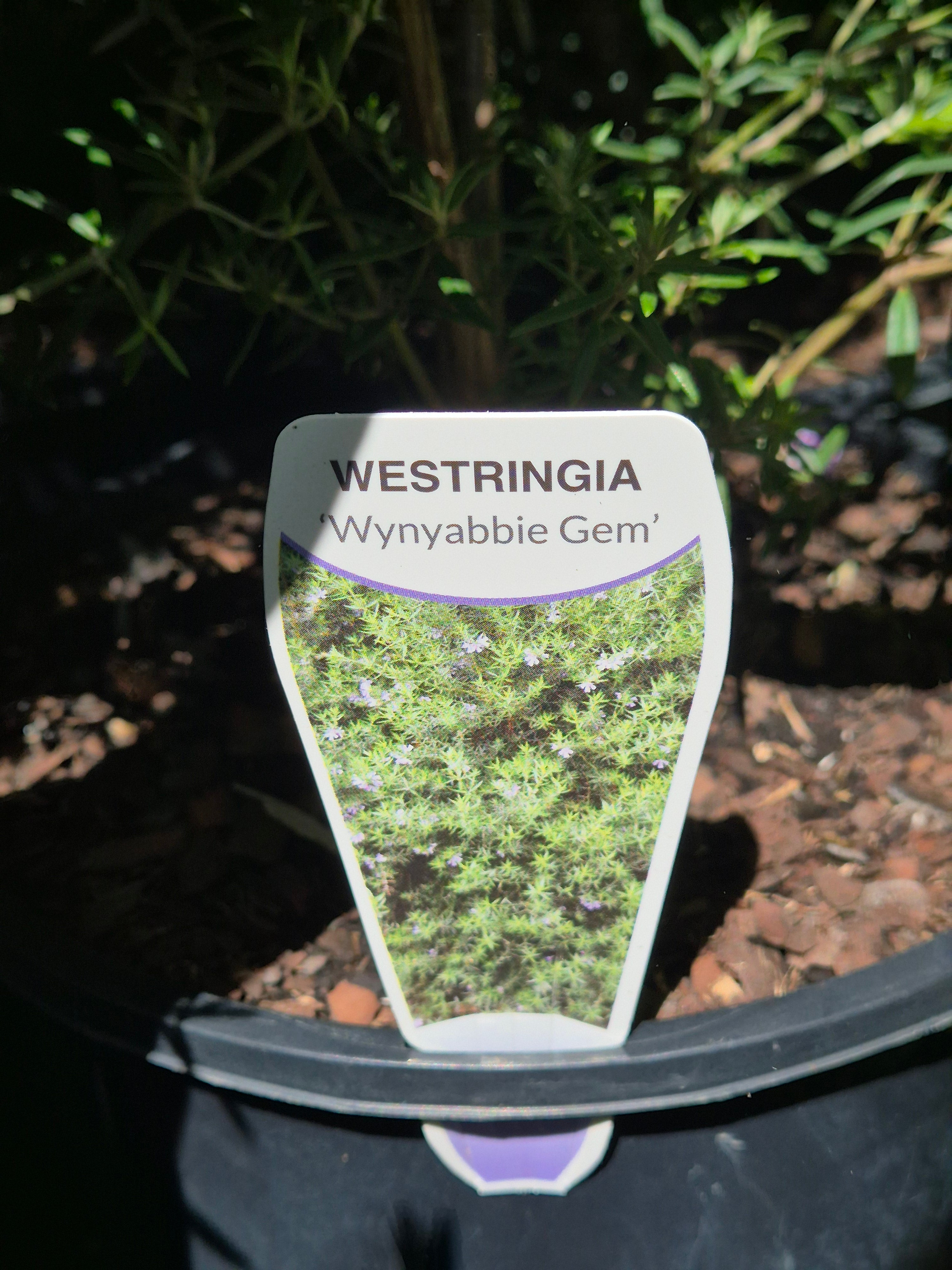 Westringia Wynyabbie Gem