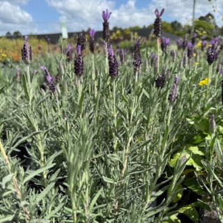 Lavender - Avonview Lavandula stoechas