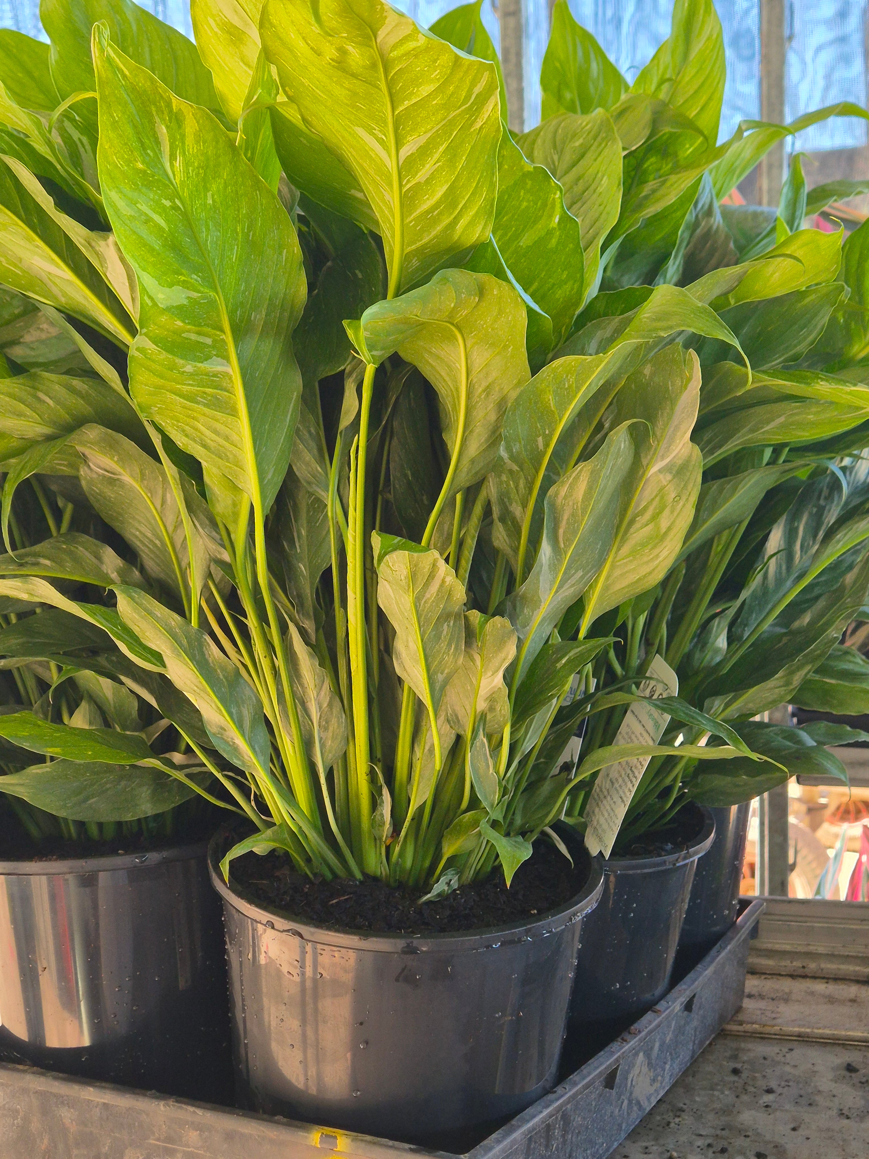 Spathiphyllum Domino