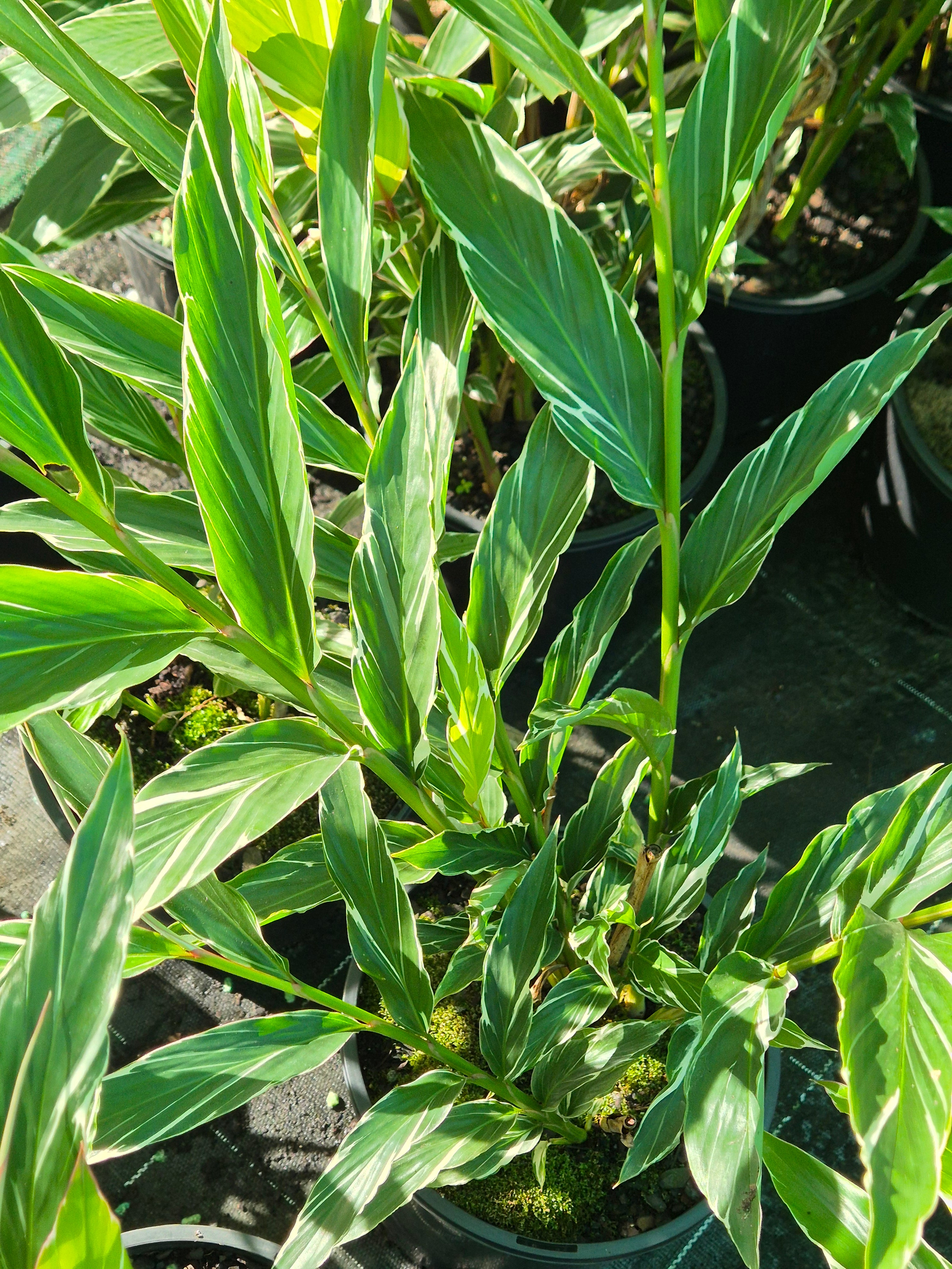 Alpinia oceanica vittata