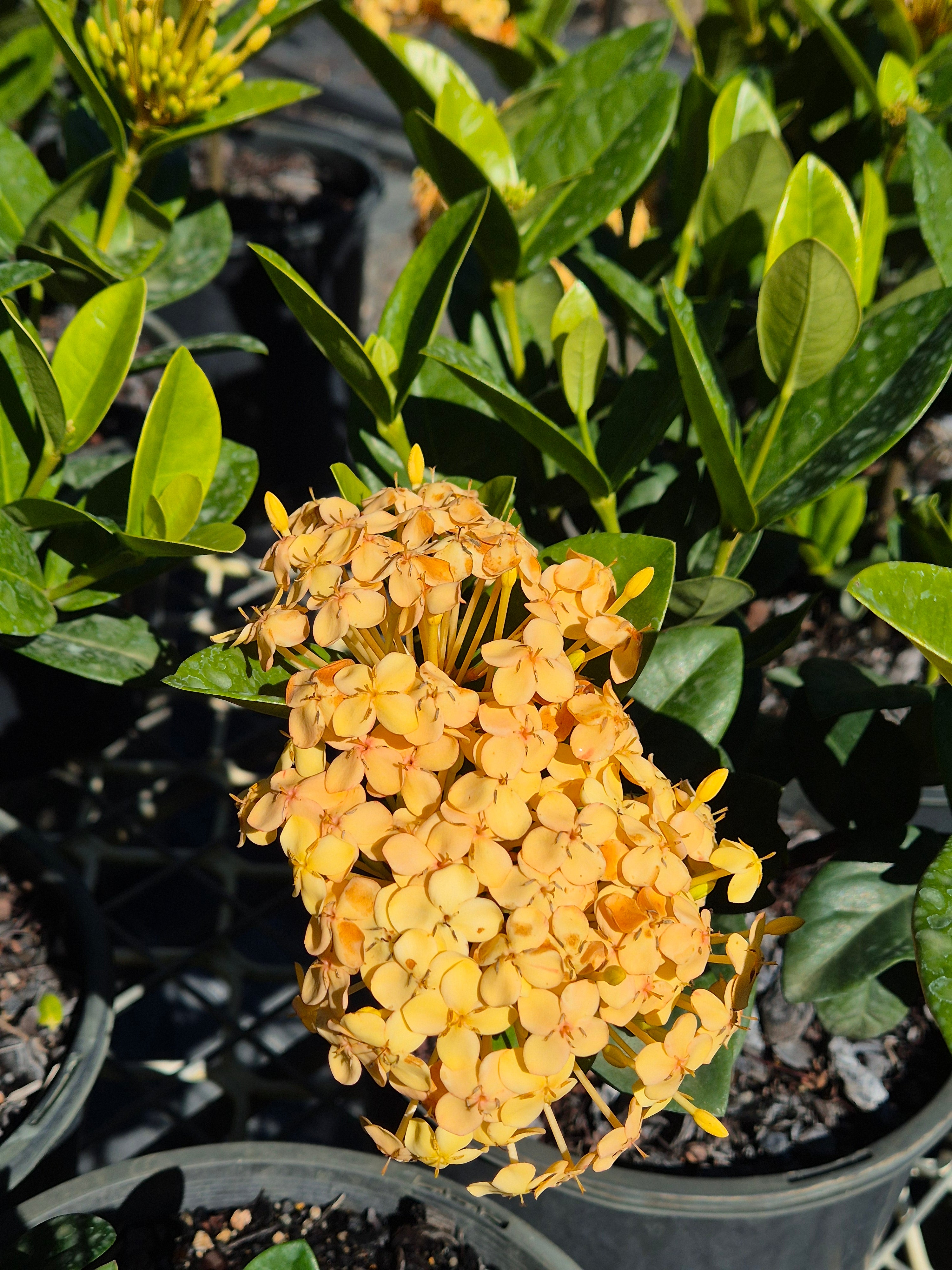Ixora Gold Malay