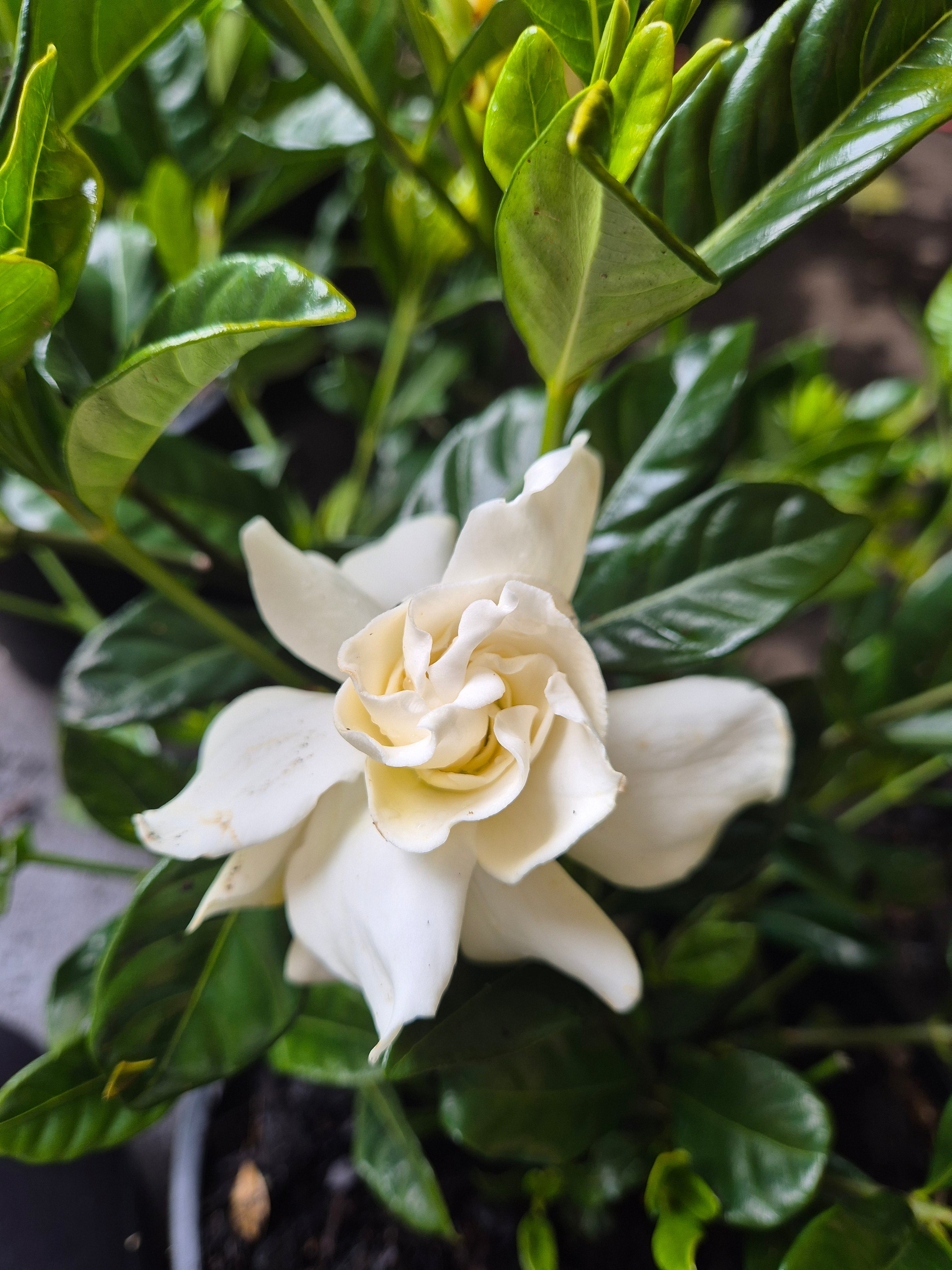 Gardenia augusta Florida