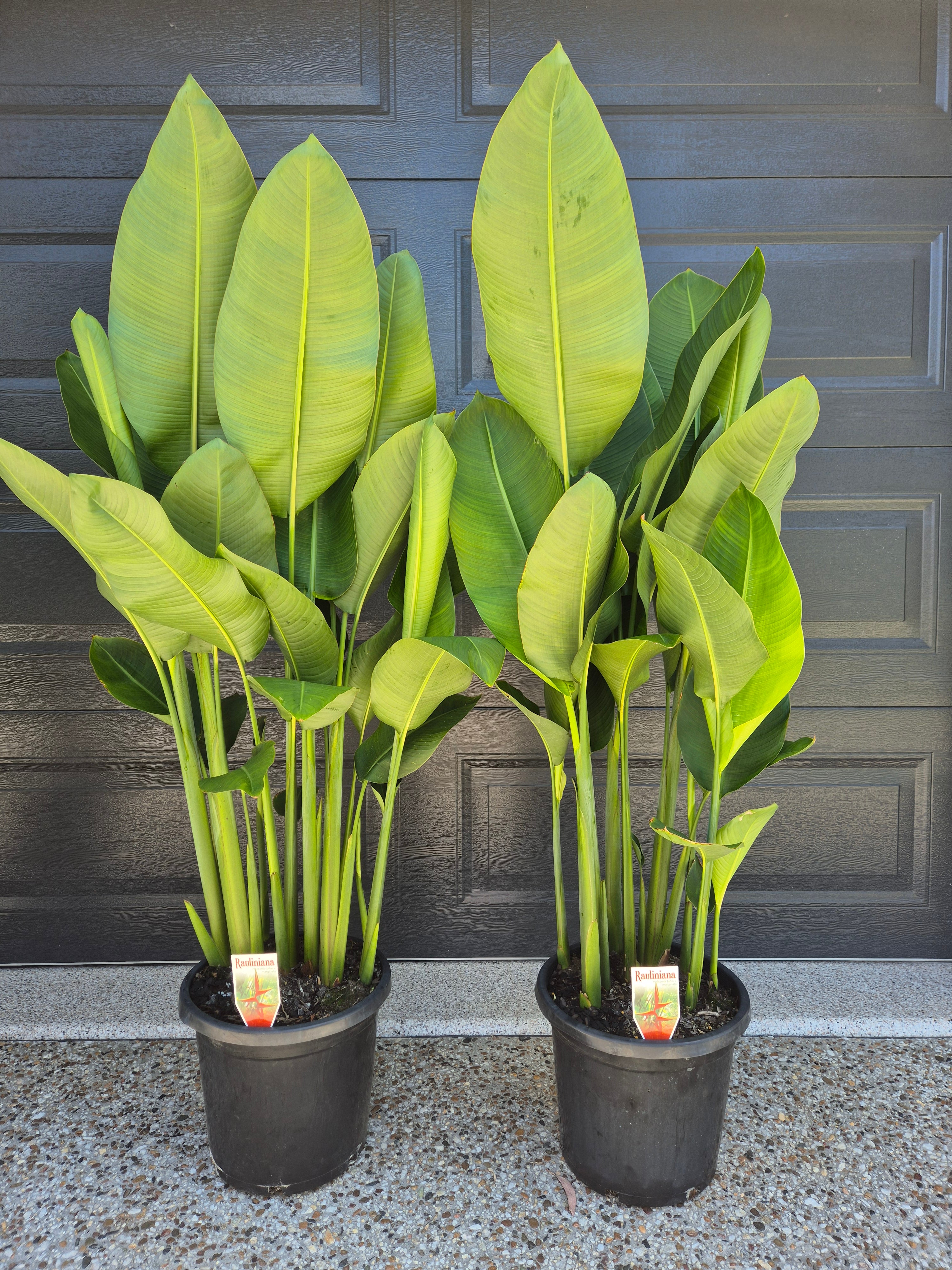 Heliconia Rauliniana