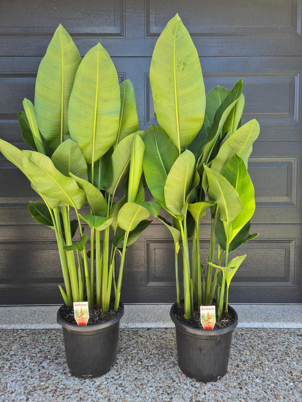 Heliconia Rauliniana