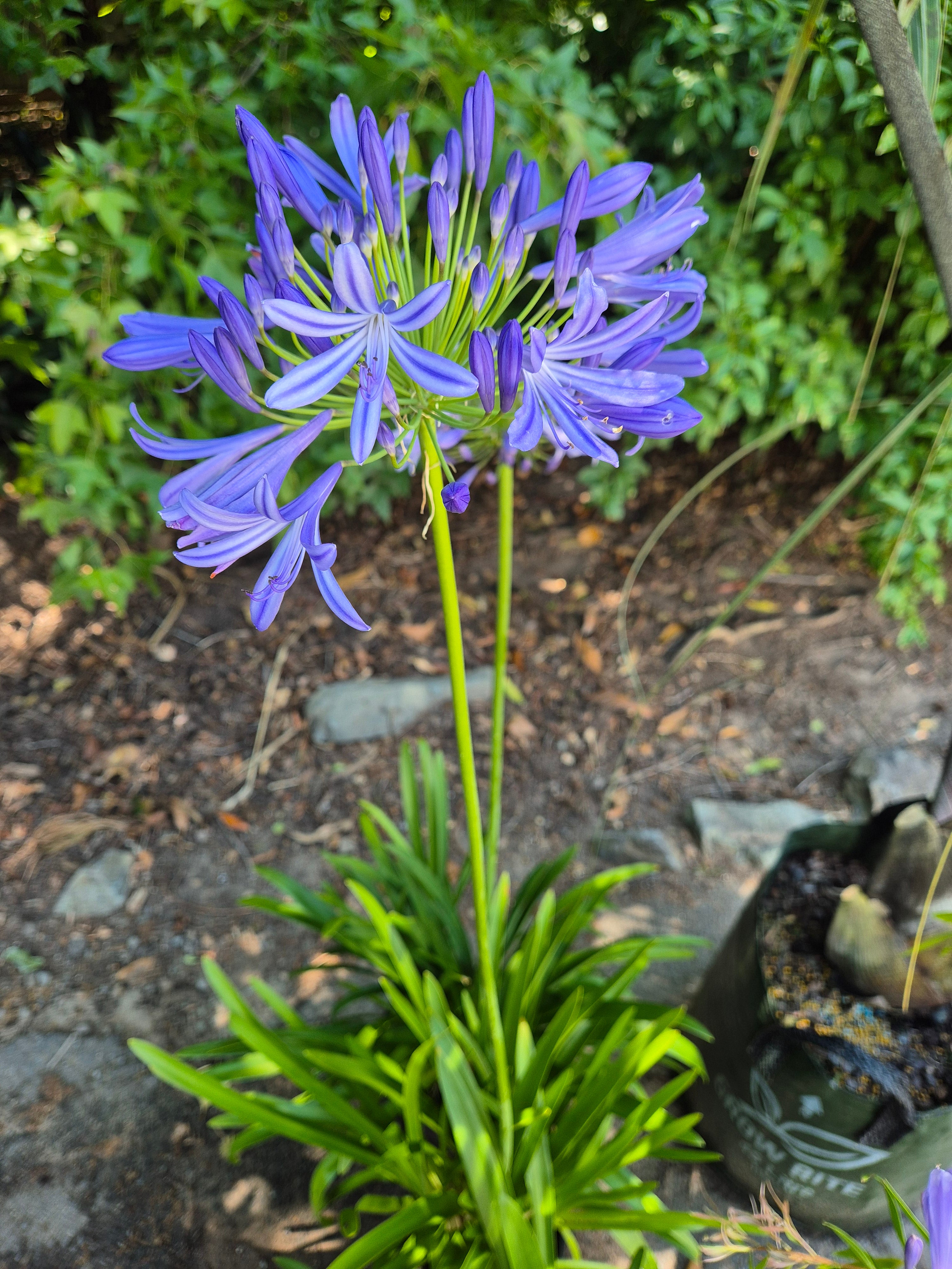 Agapanthus orientalis Blue