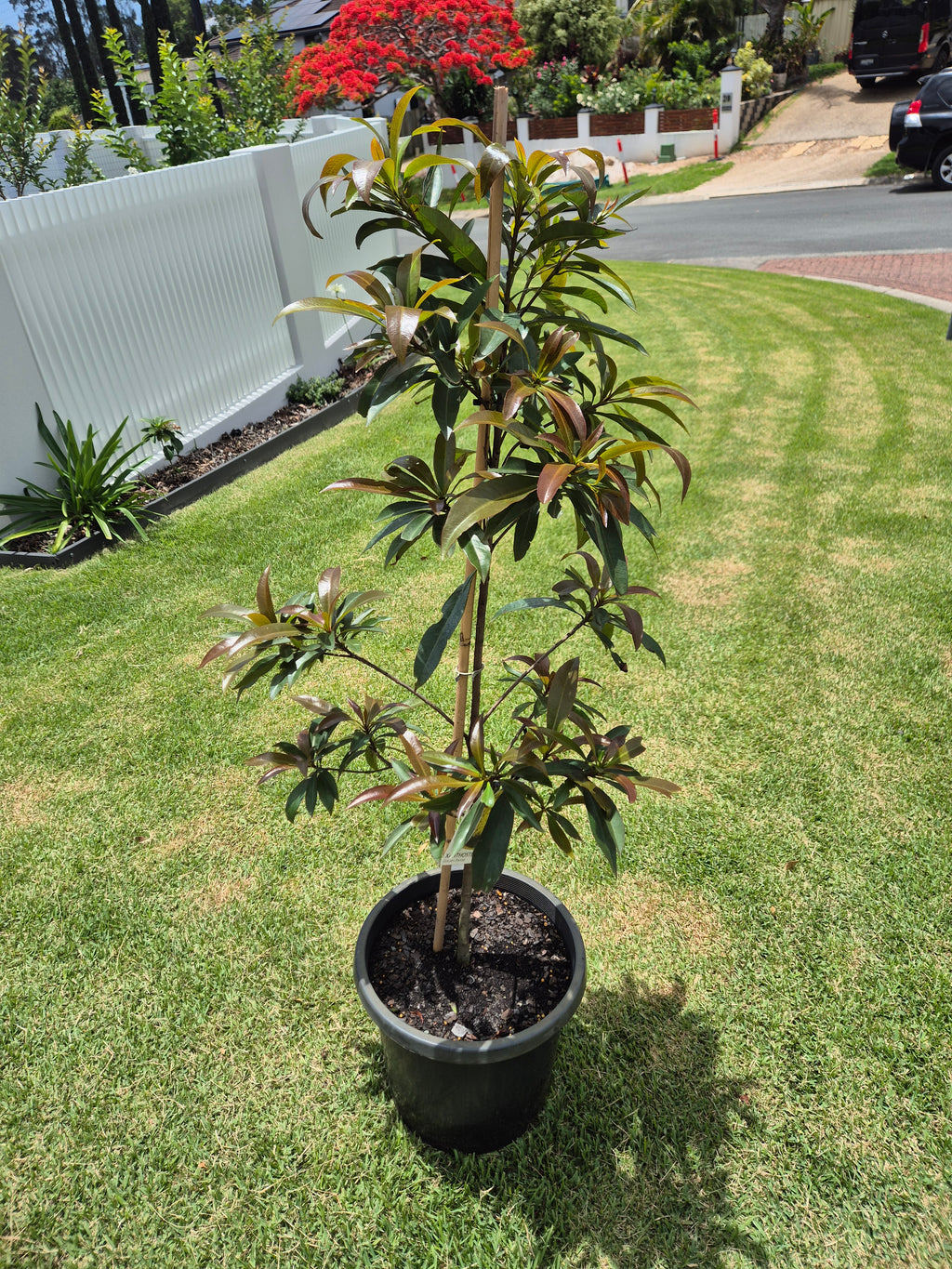 Xanthostemon chrysanthus