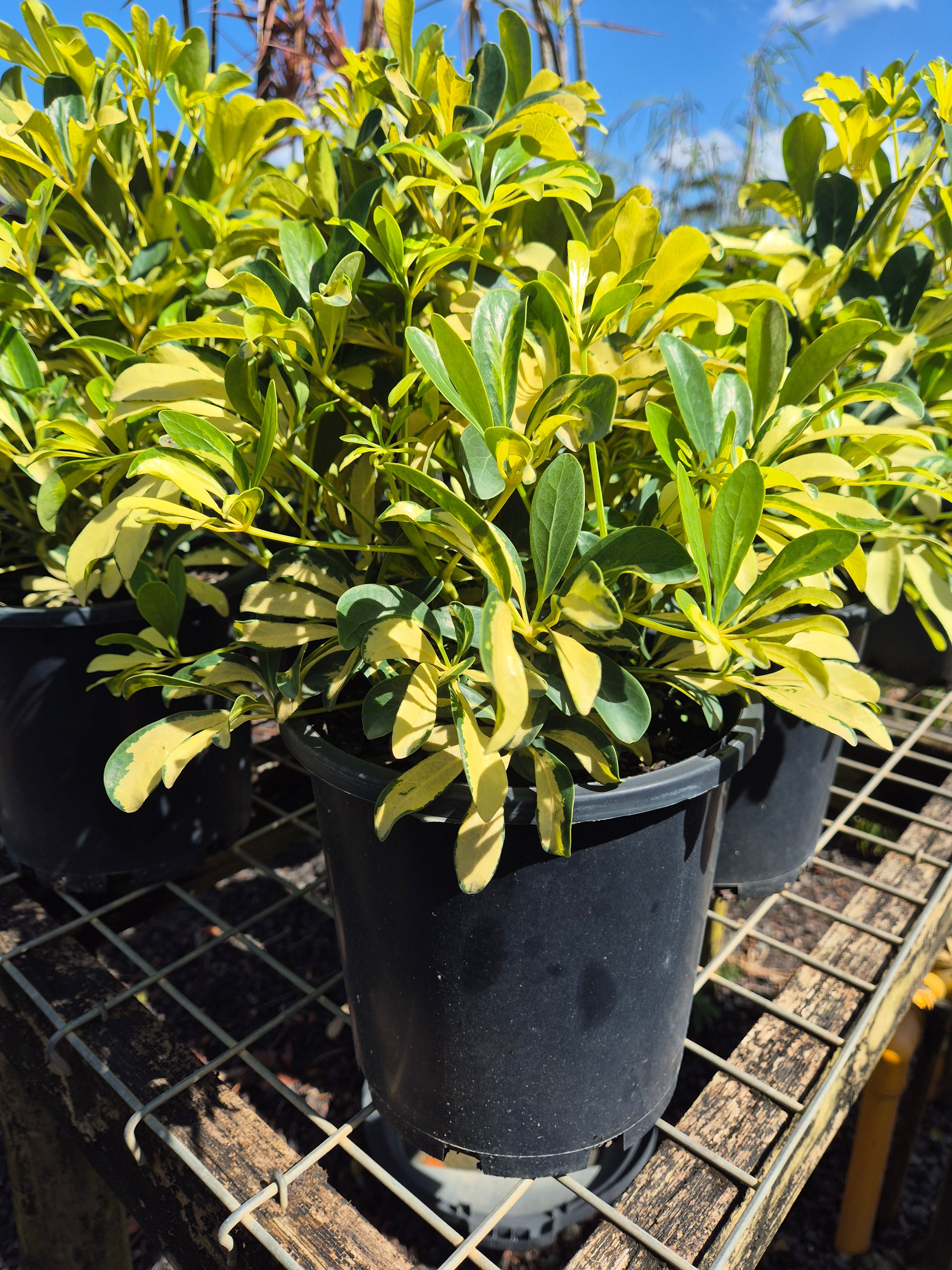 Schefflera arboricola Madame De Smet