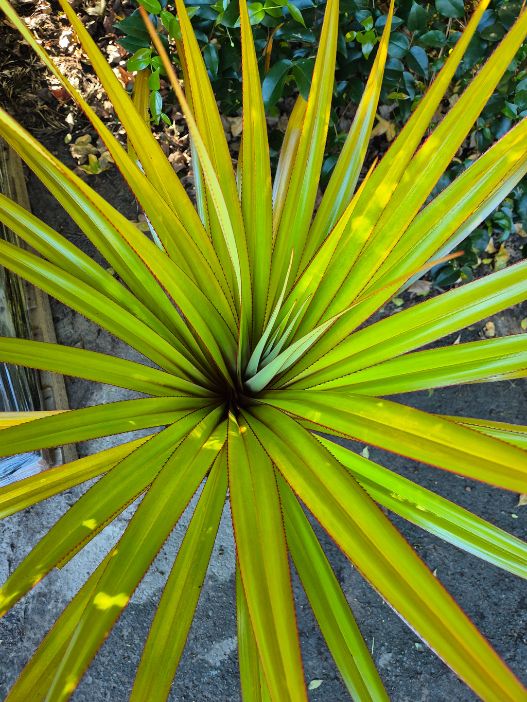 Pandanus utilis Red Edge