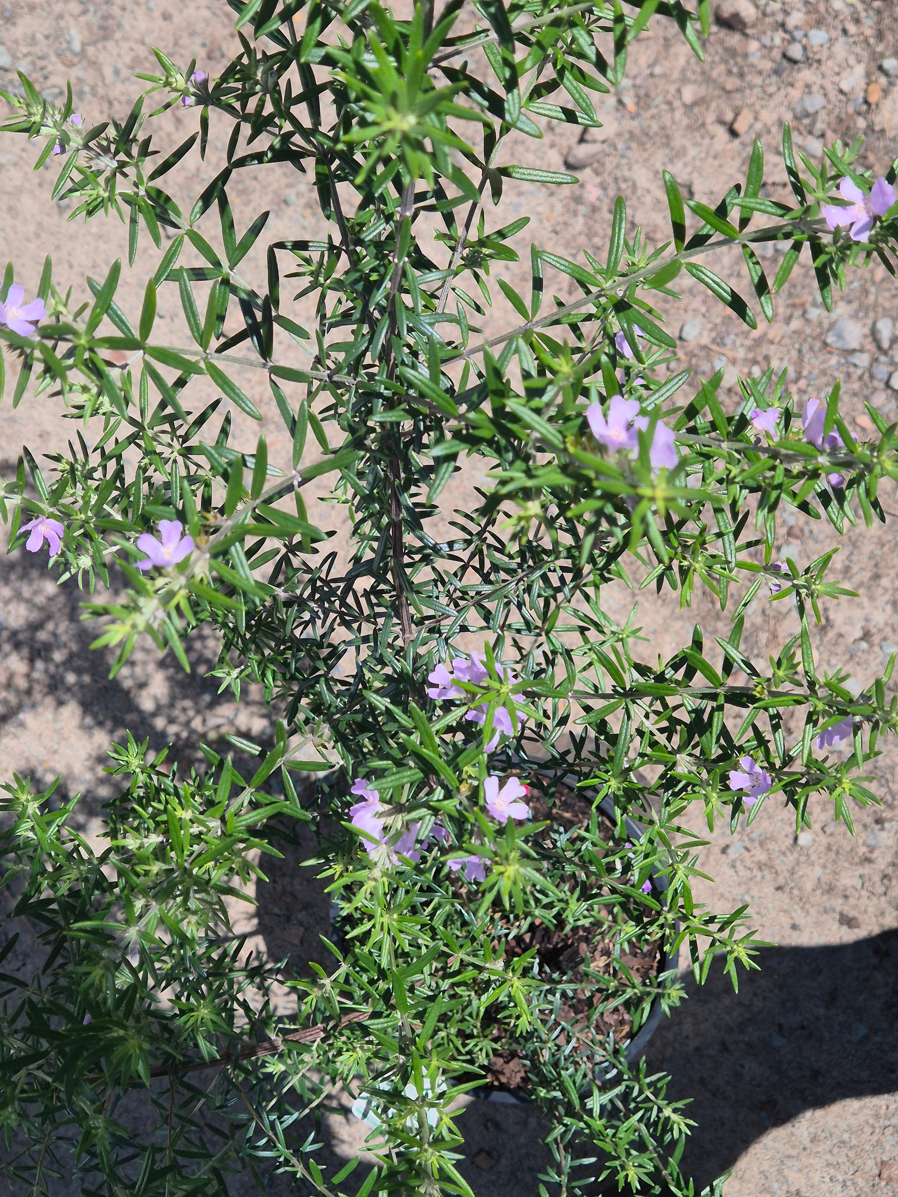 Westringia Wynyabbie Gem