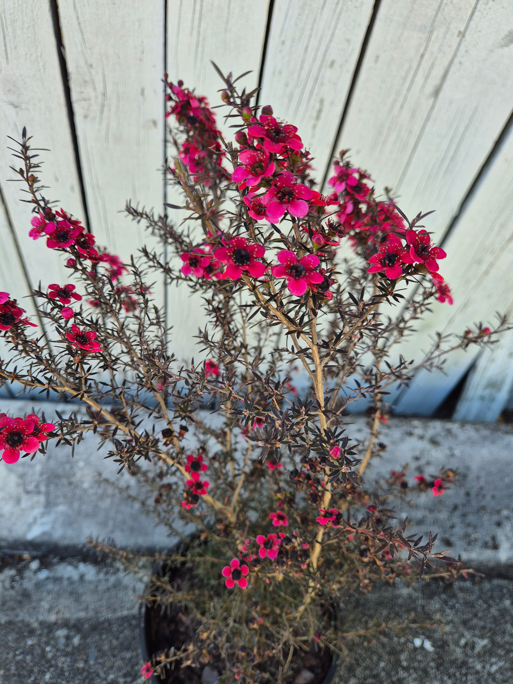 Leptospermum nanum rubrum