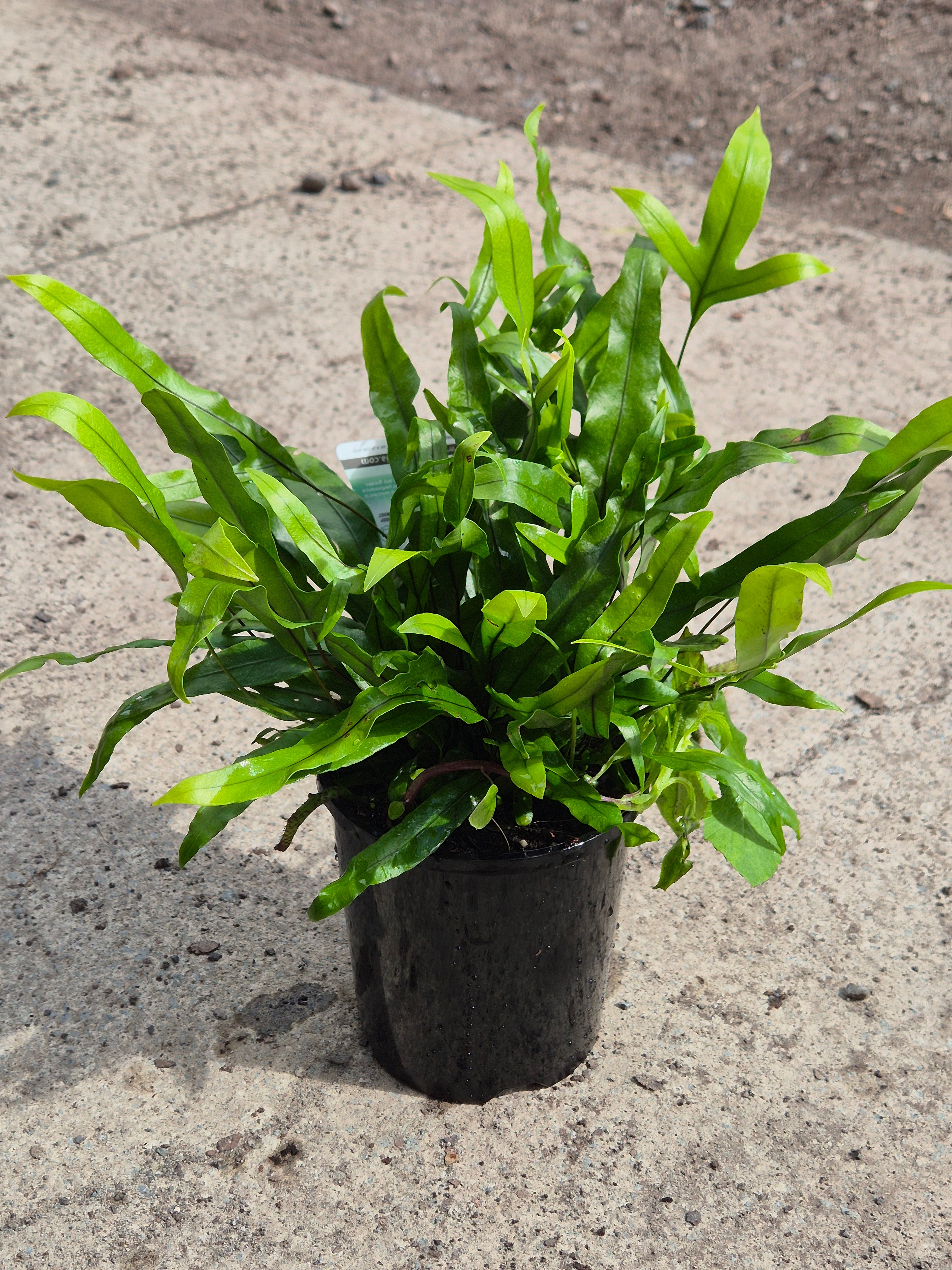 Microsorum diversifolium Kangaroo Fern