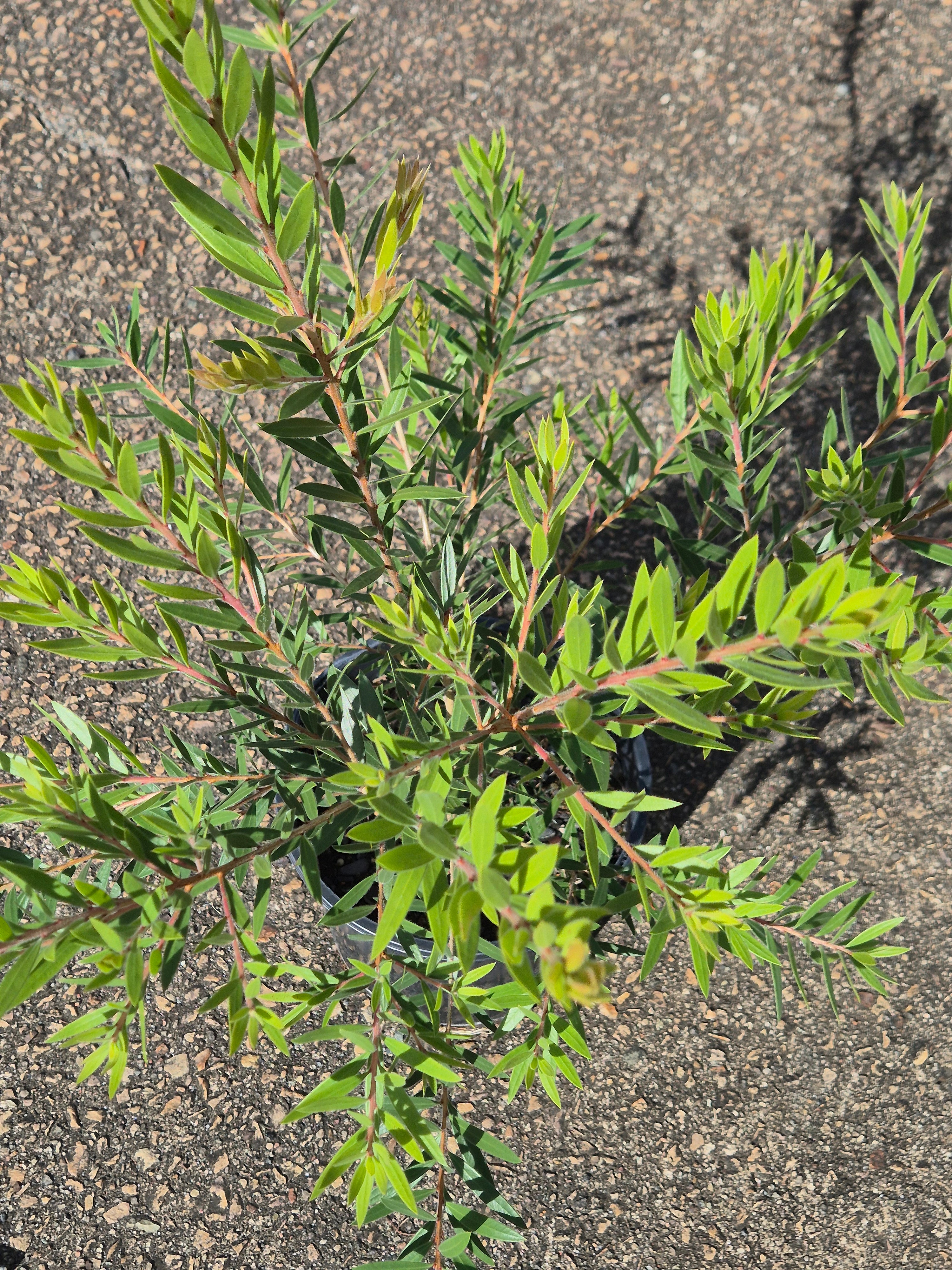 Callistemon viminalis SLIM