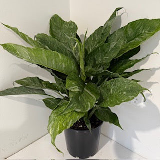 Spathiphyllum Domino