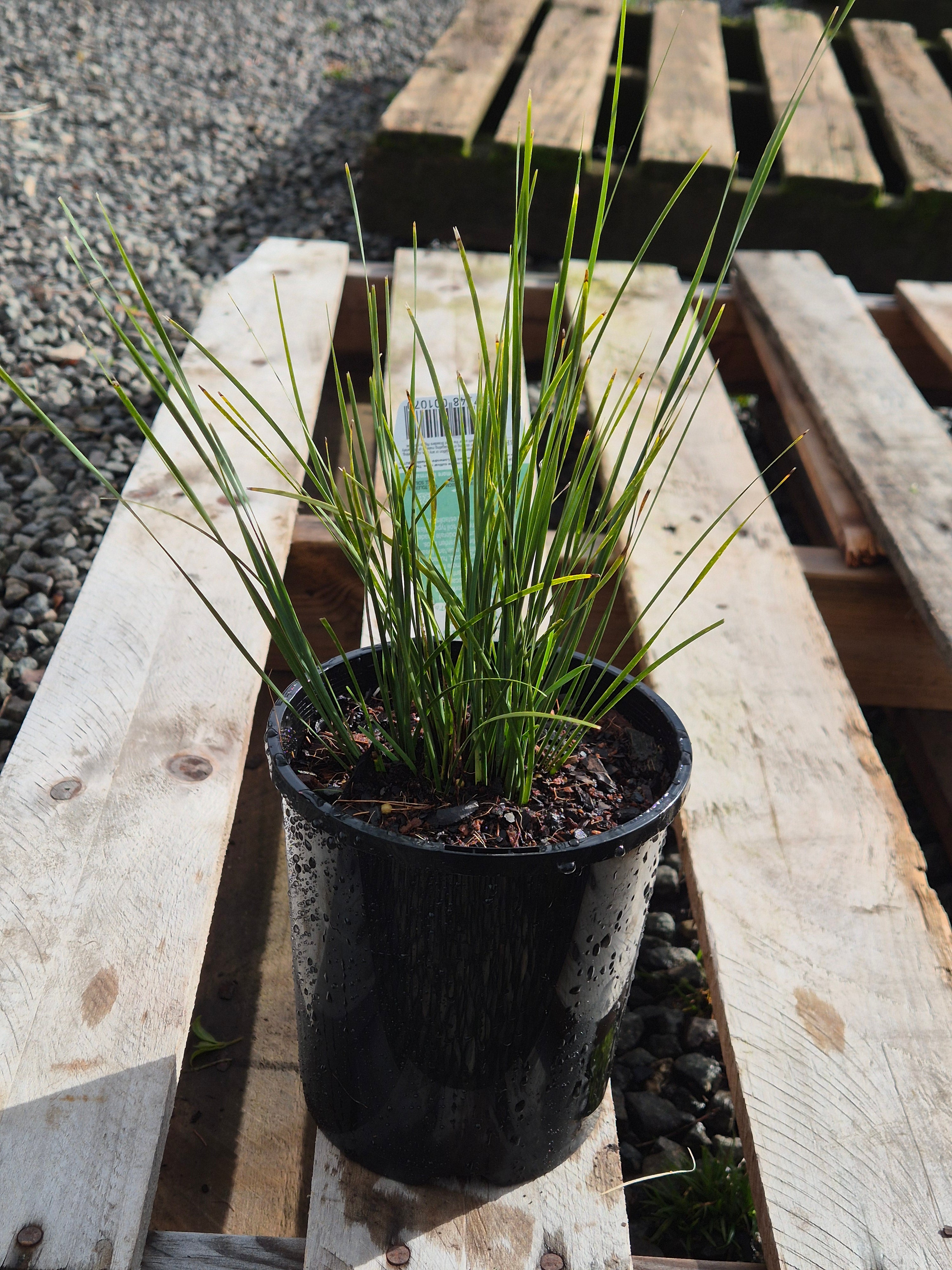 Lomandra fluvitalis Shara