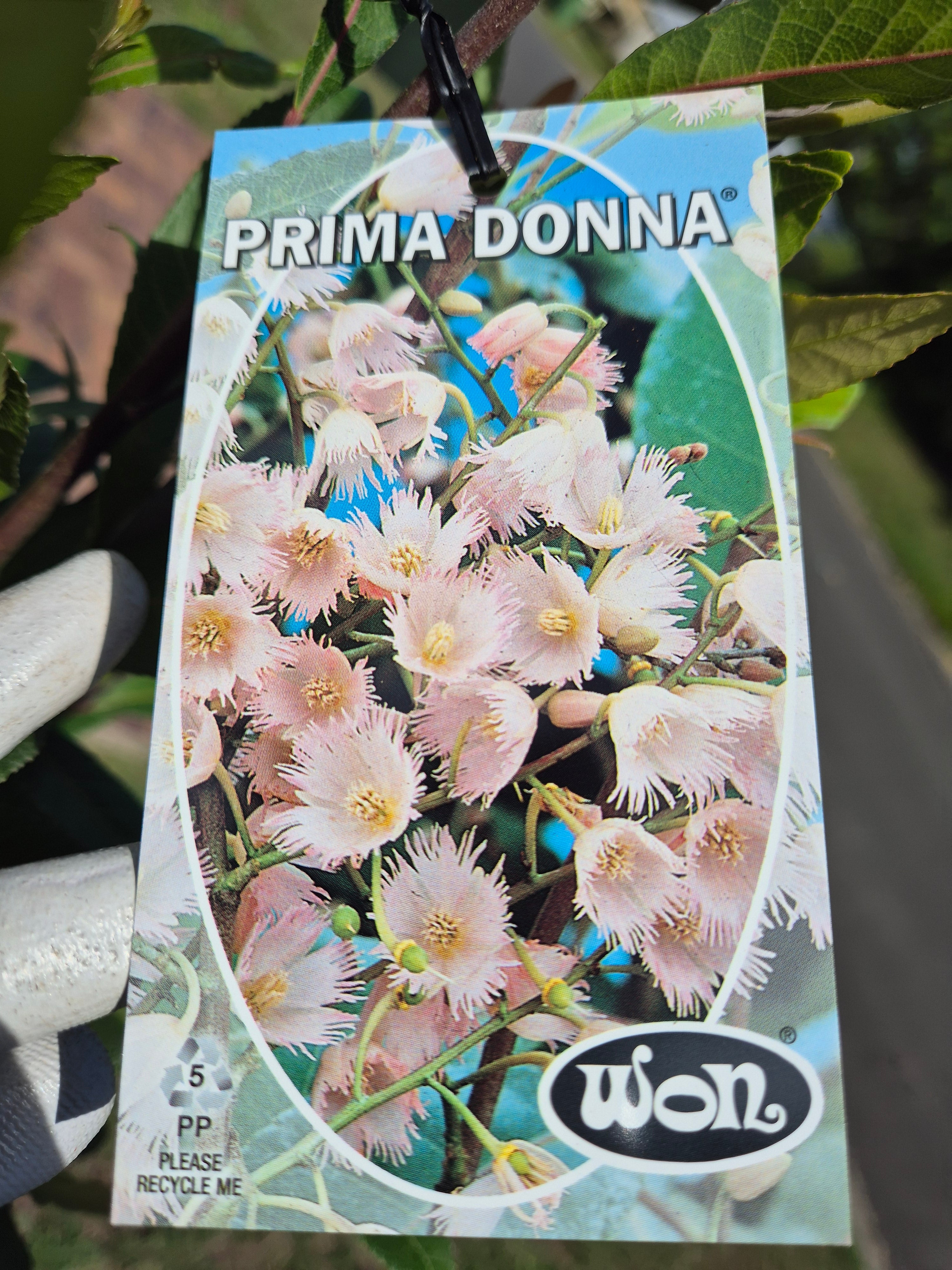 Elaeocarpus reticulatus Prima Donna