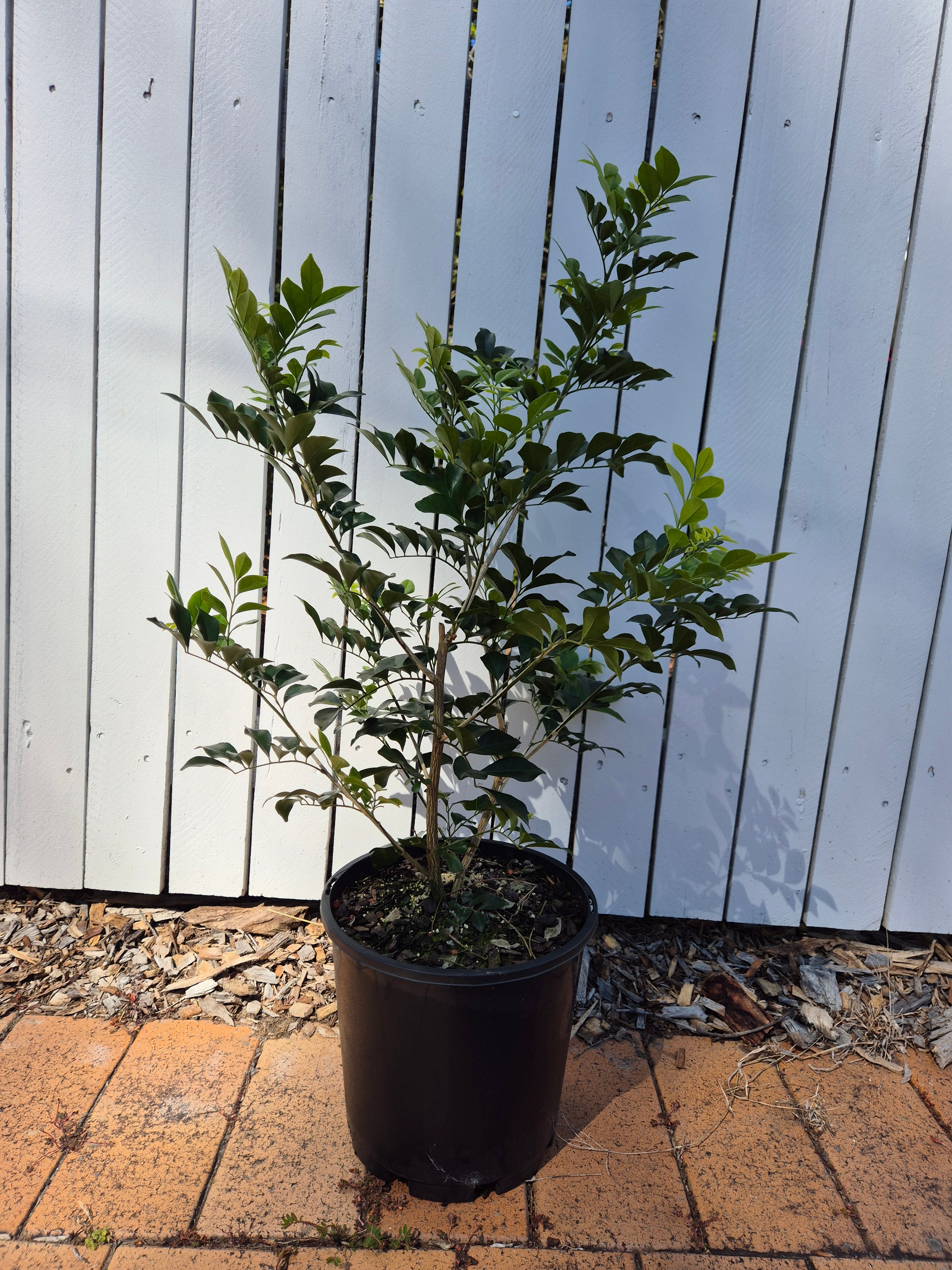 Murraya paniculata - Mock Orange