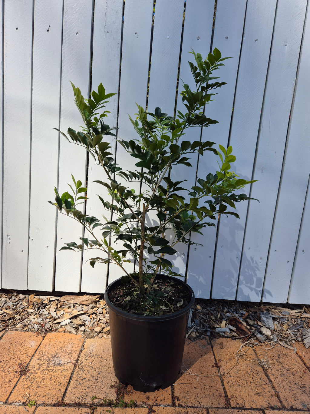 Murraya paniculata - Mock Orange