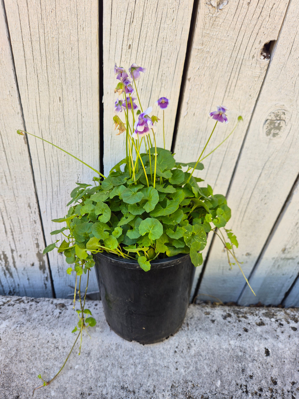Native Viola Viola hederacea