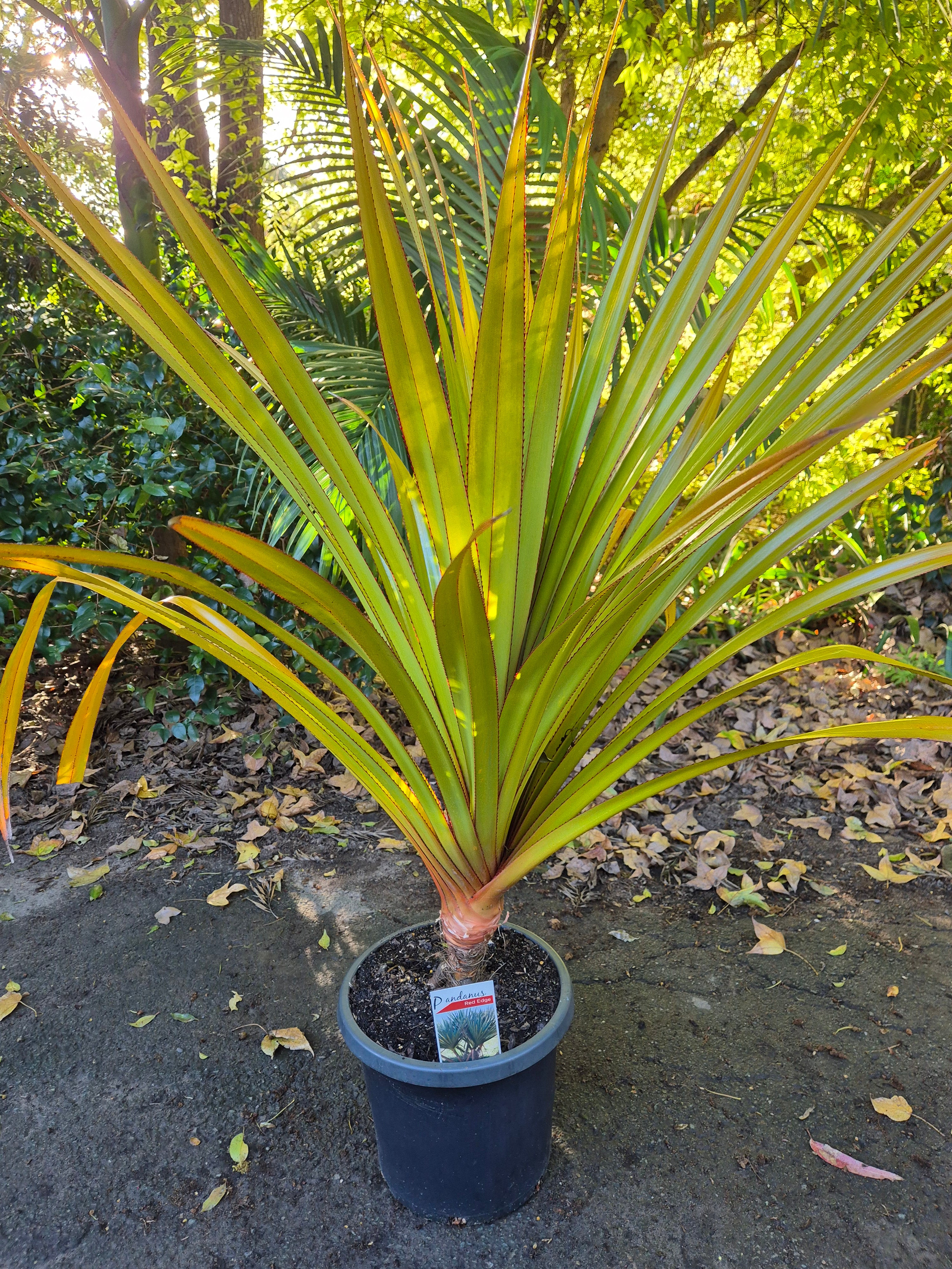 palm plant with red edges Pandanus utilis Red Edge