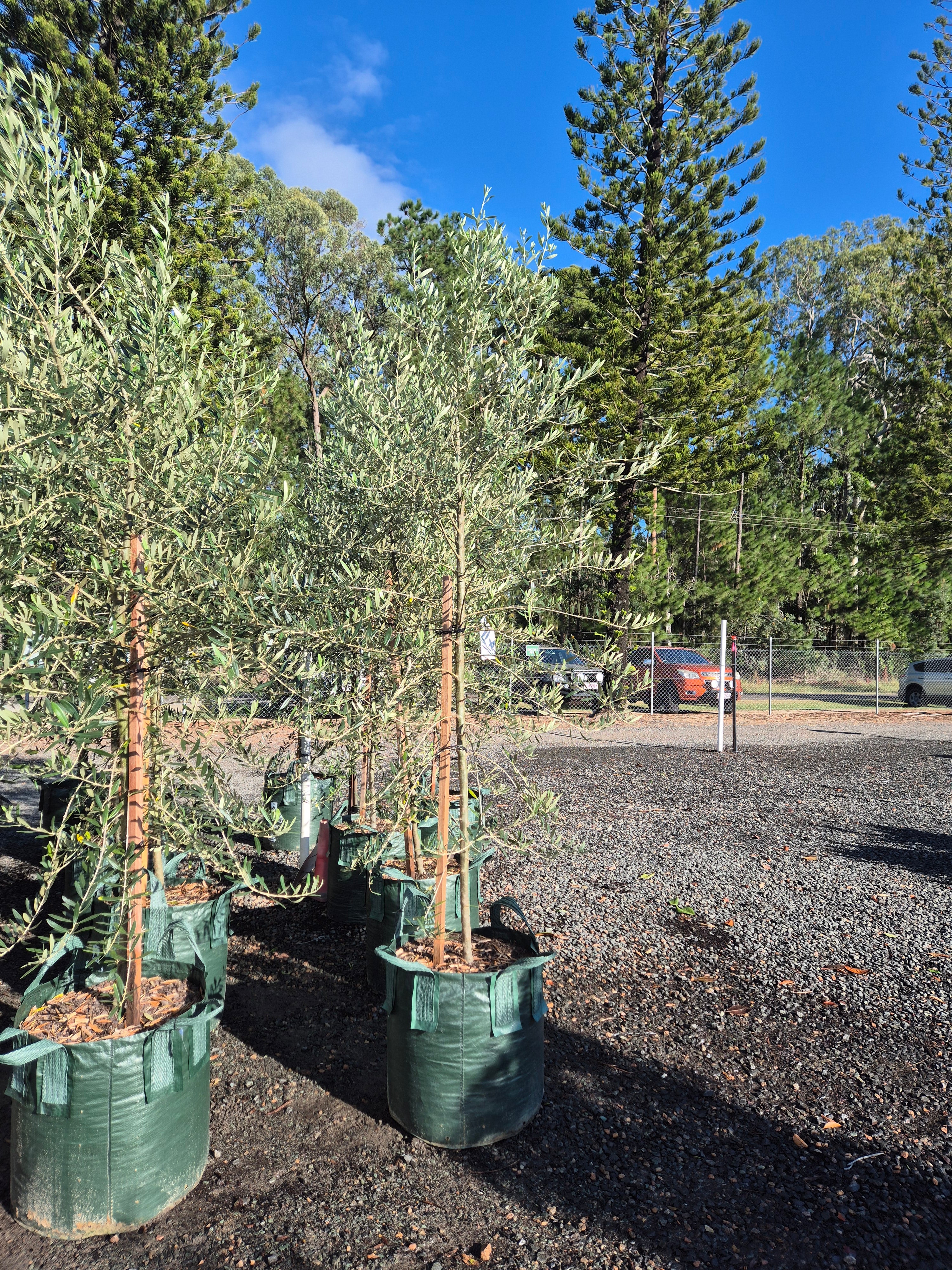 Olive Olea europaea Frantoio
