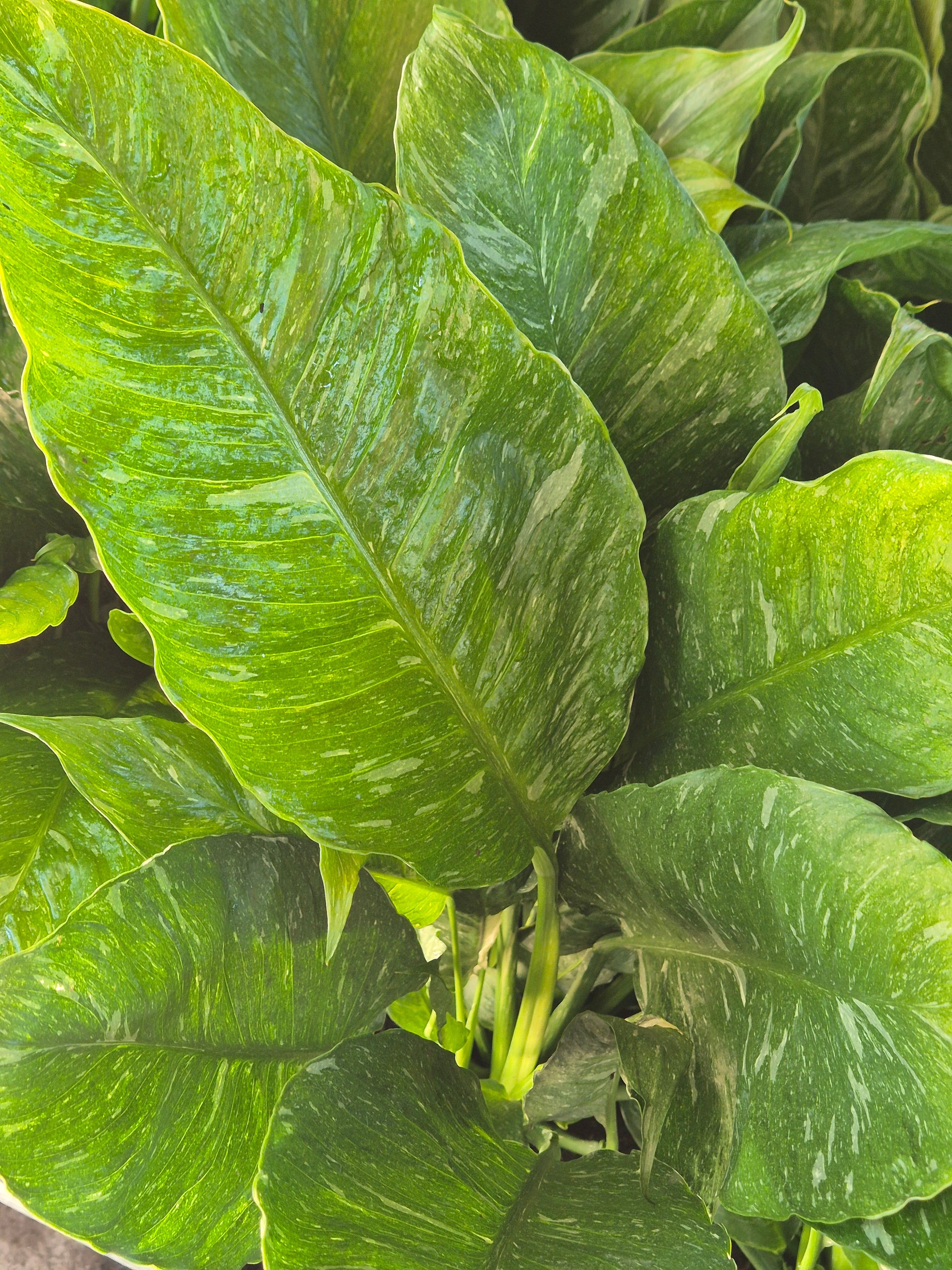 Spathiphyllum Domino