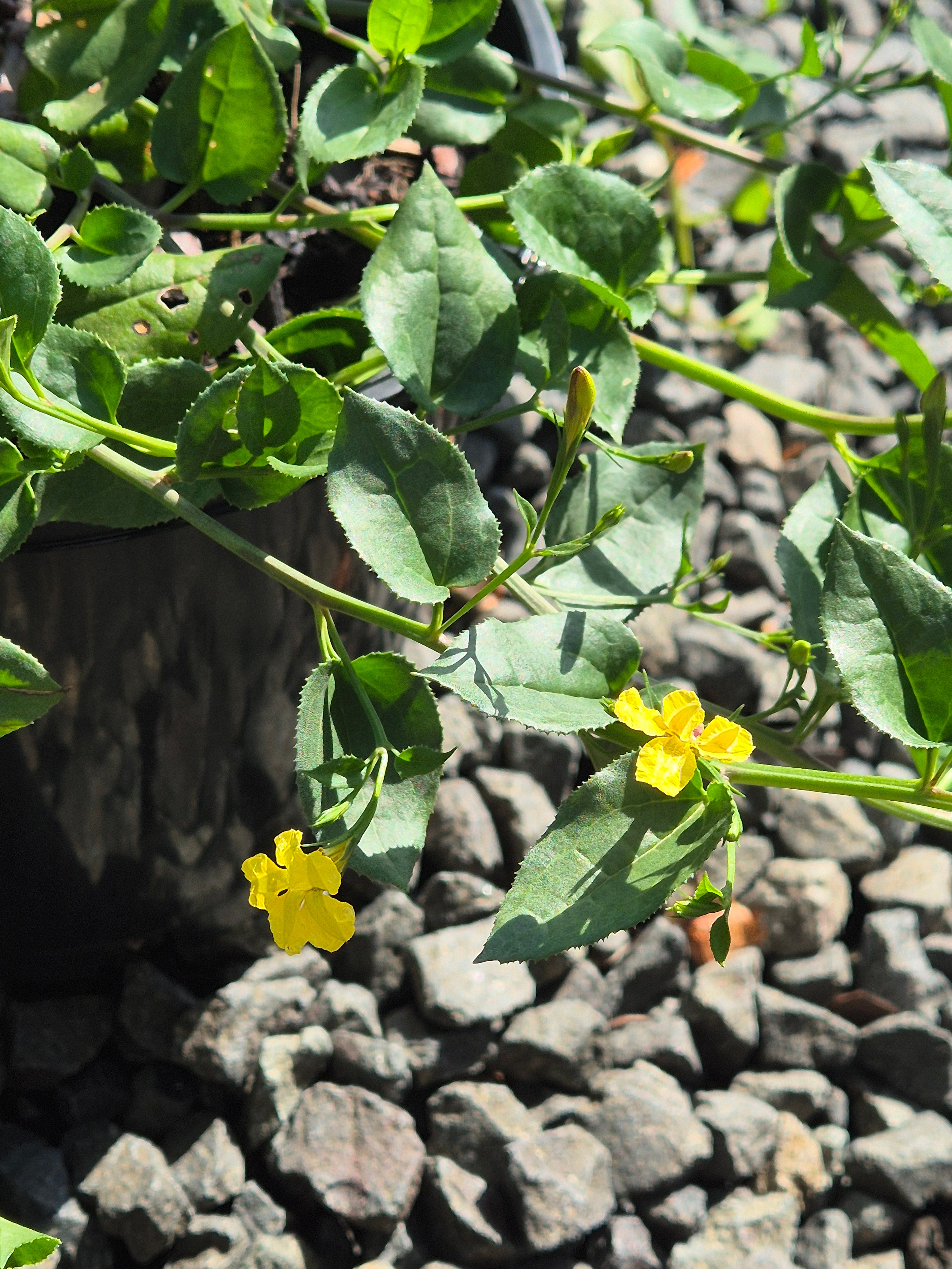 Goodenia ovata Gold Cover