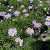 Brachyscome multifida